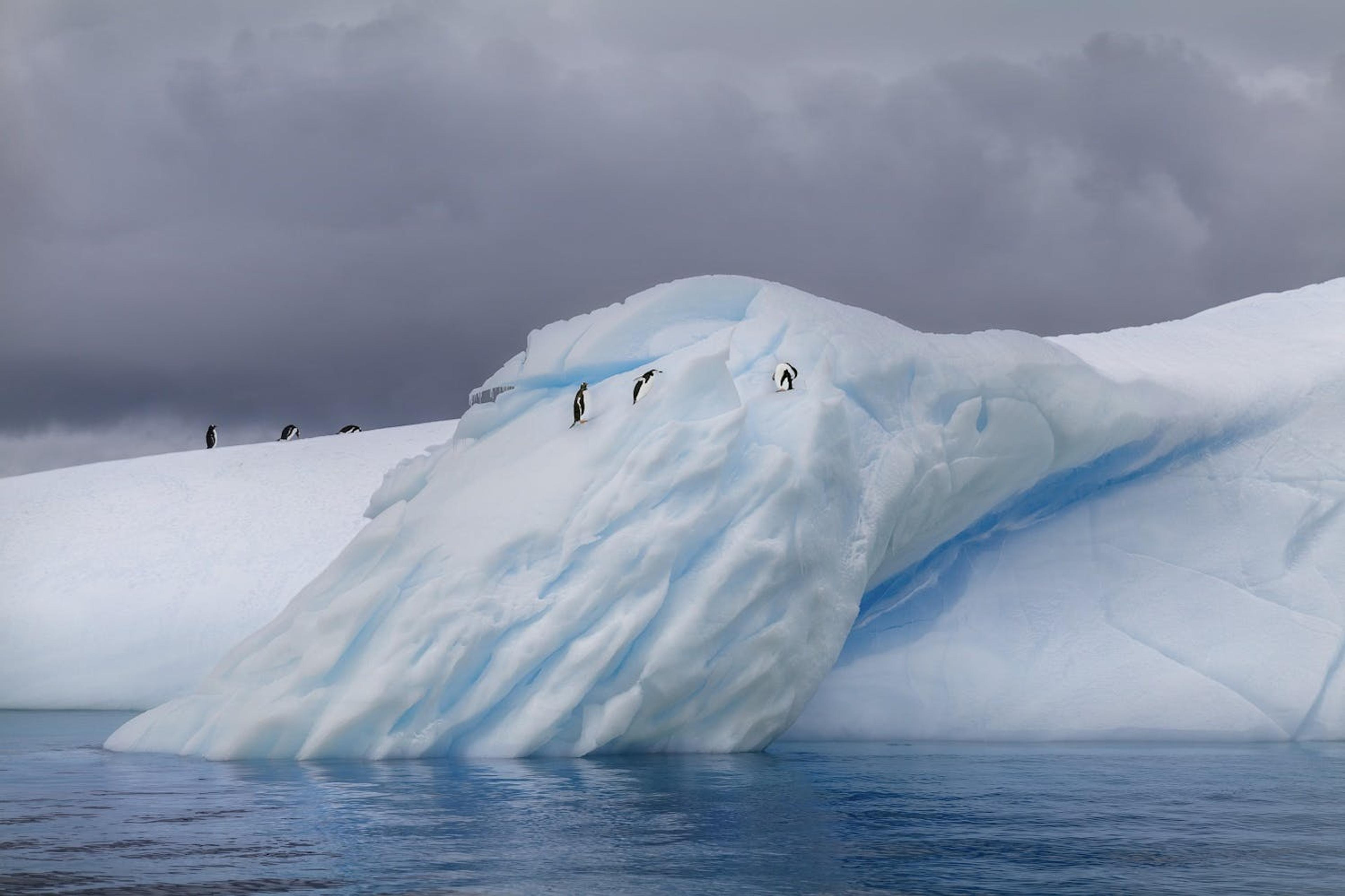 Penguins, Antarctica 2019