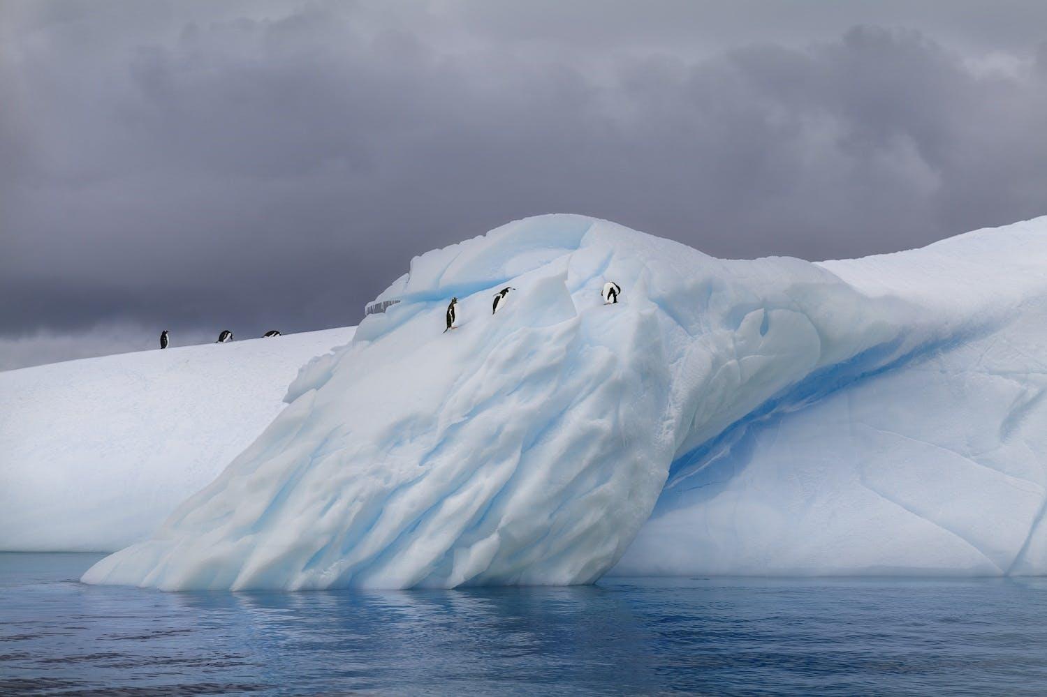 Penguins, Antarctica 2019