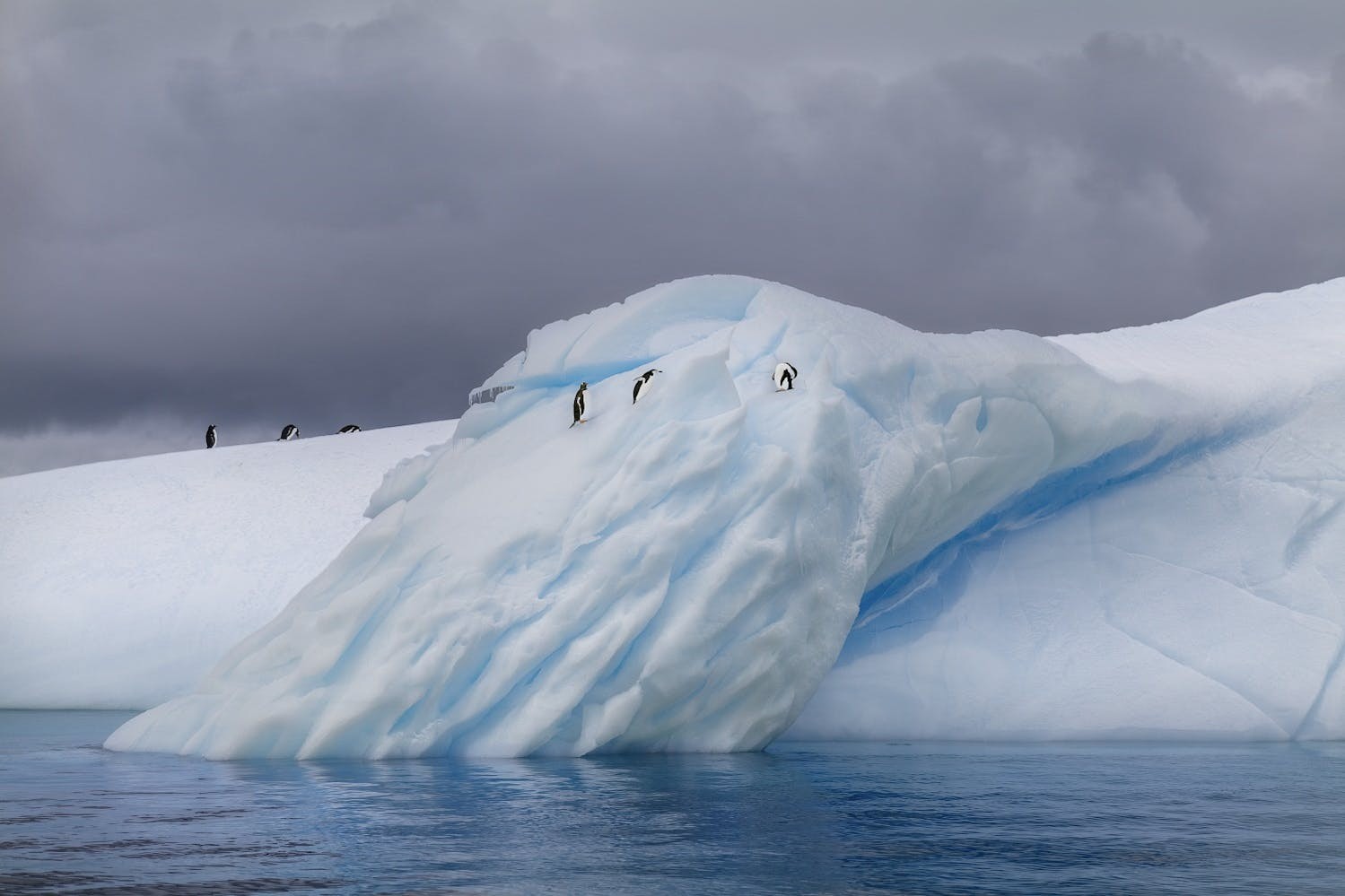 Penguins, Antarctica 2019