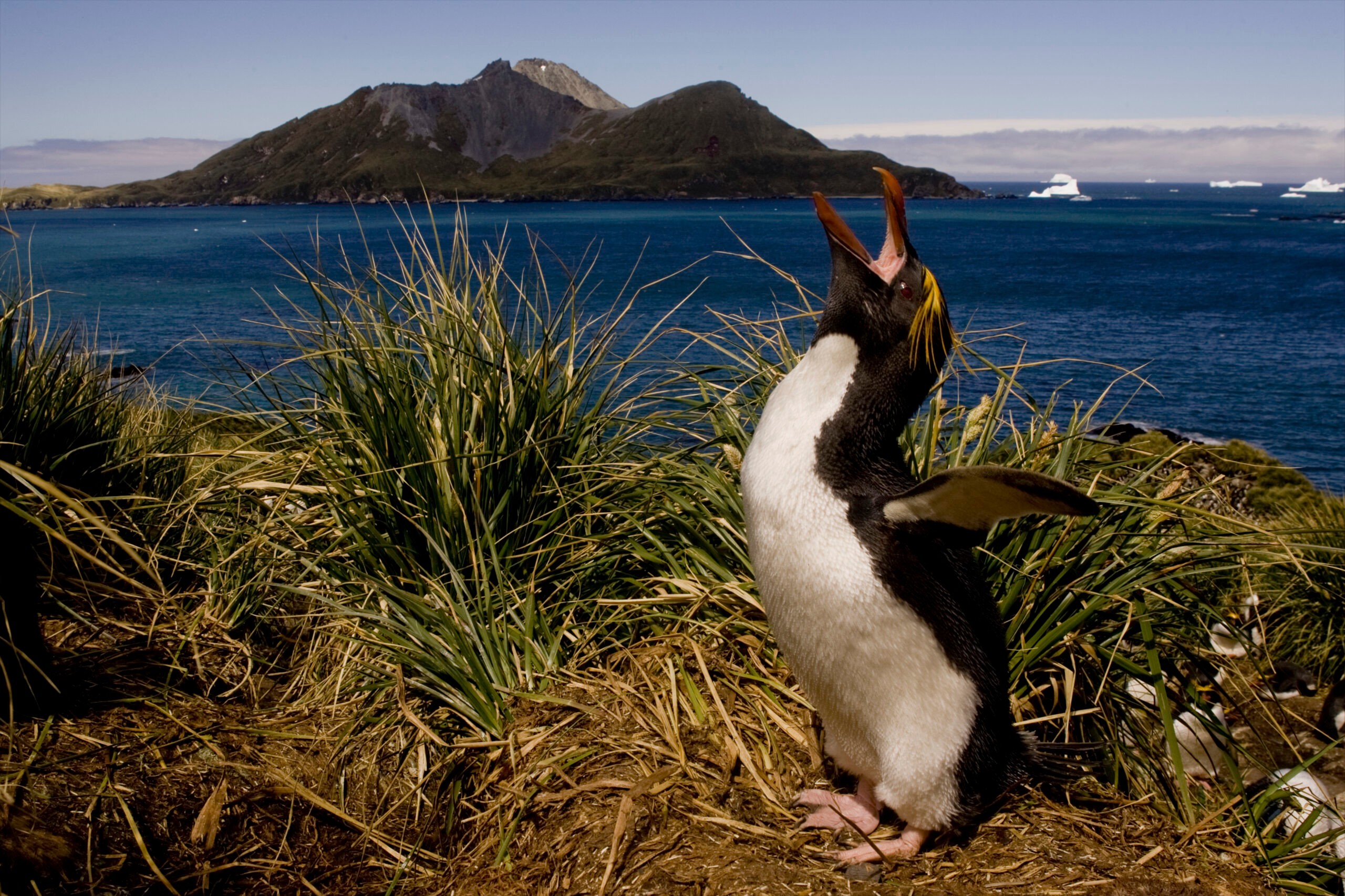 Macaroni penguin on South Geroge Island/Getty Images