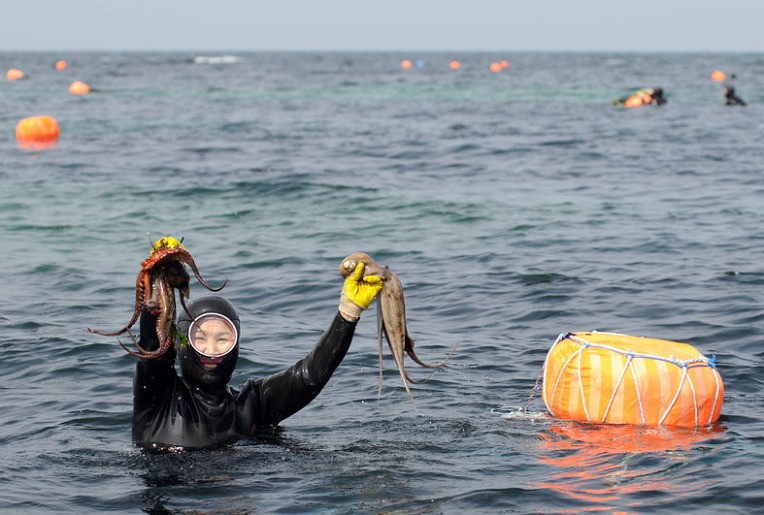 Fresh from the sea: Diver prepares to add to her catch in Jeju's waters./Wikimedia Commons