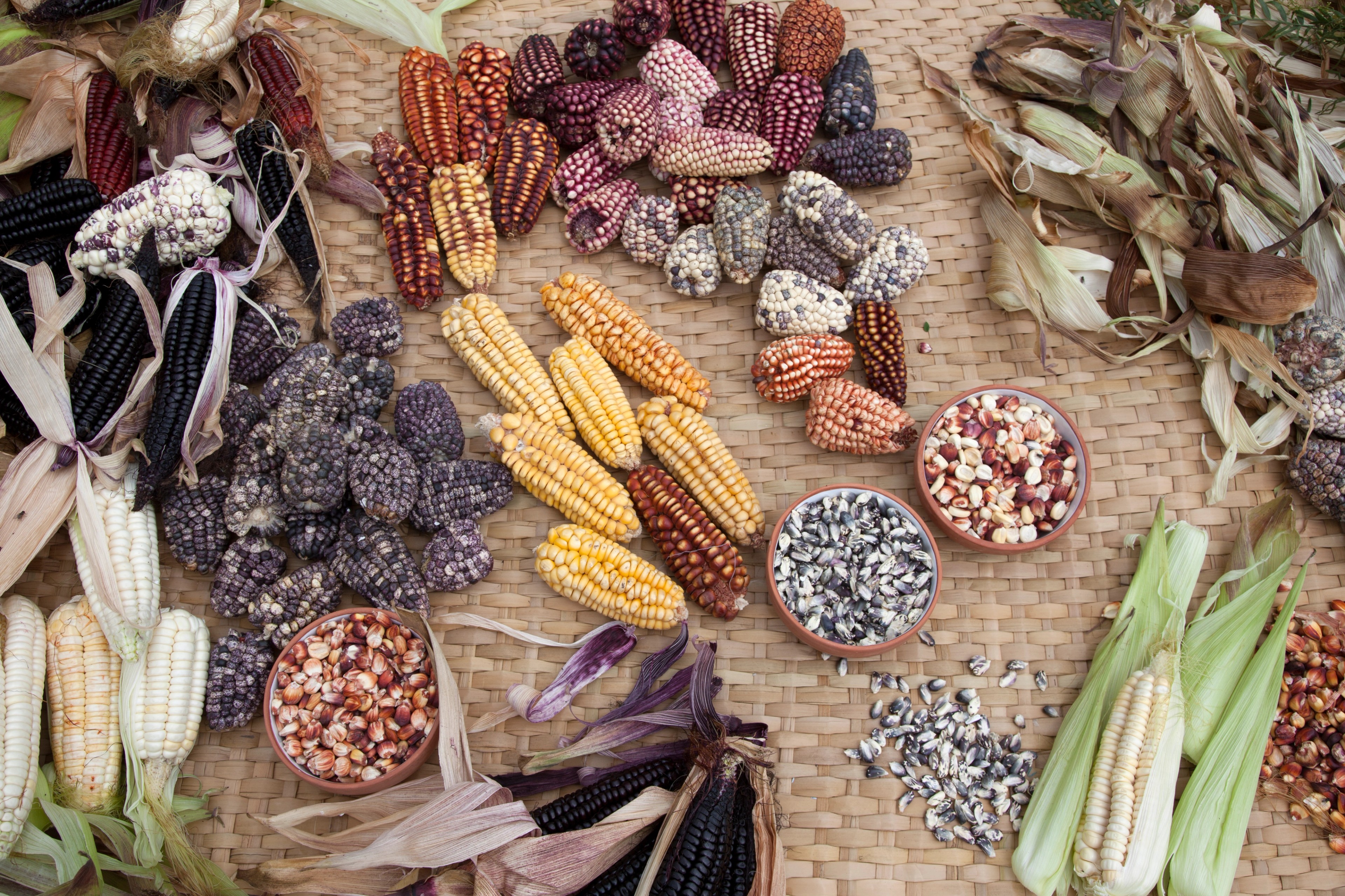 A rainbow of varieties of corn in the highlands of Peru in Urubamba./Photo Nicholas Gill