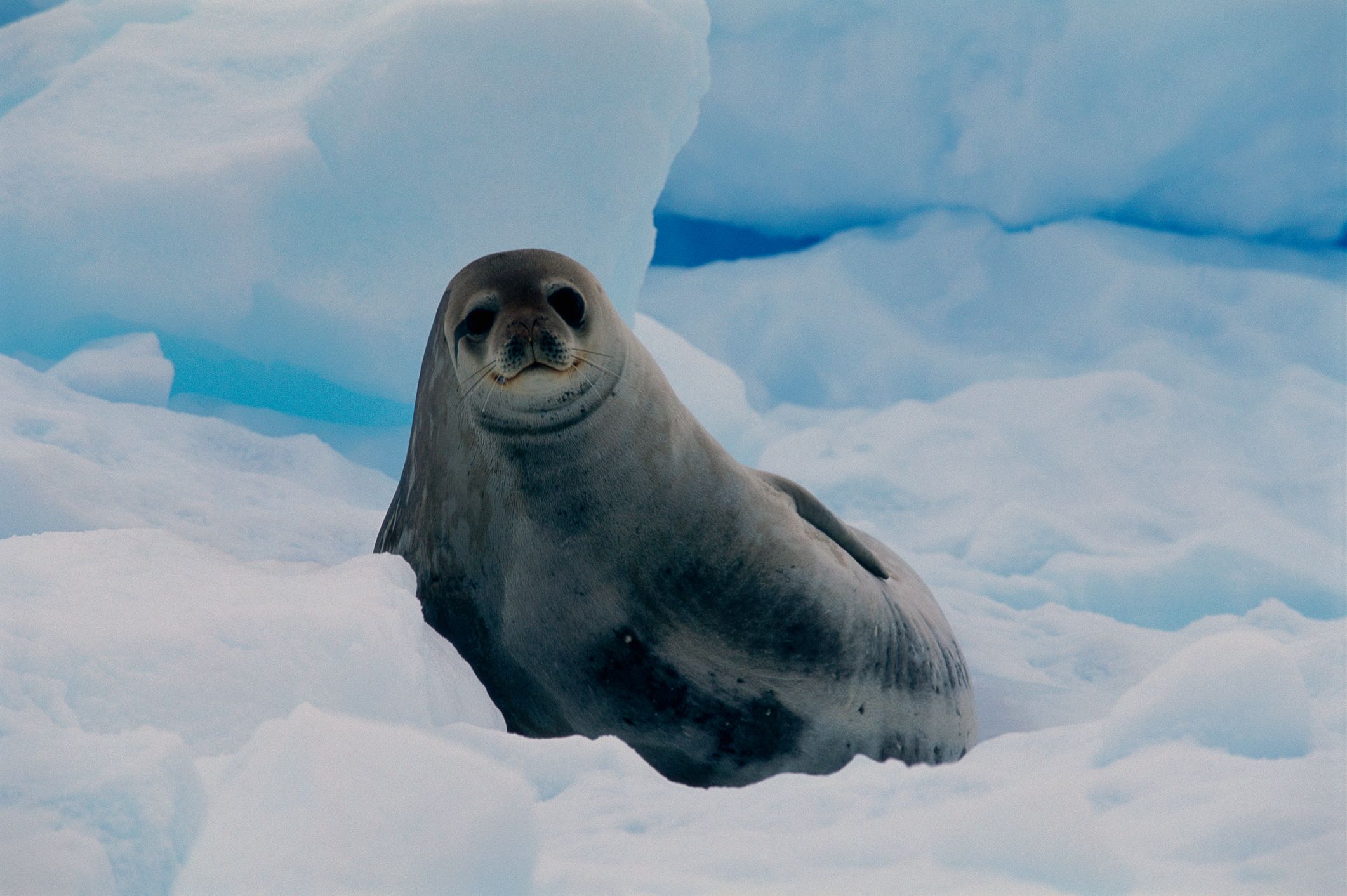 The Ultimate Guide to the Four Antarctic Seal Species
