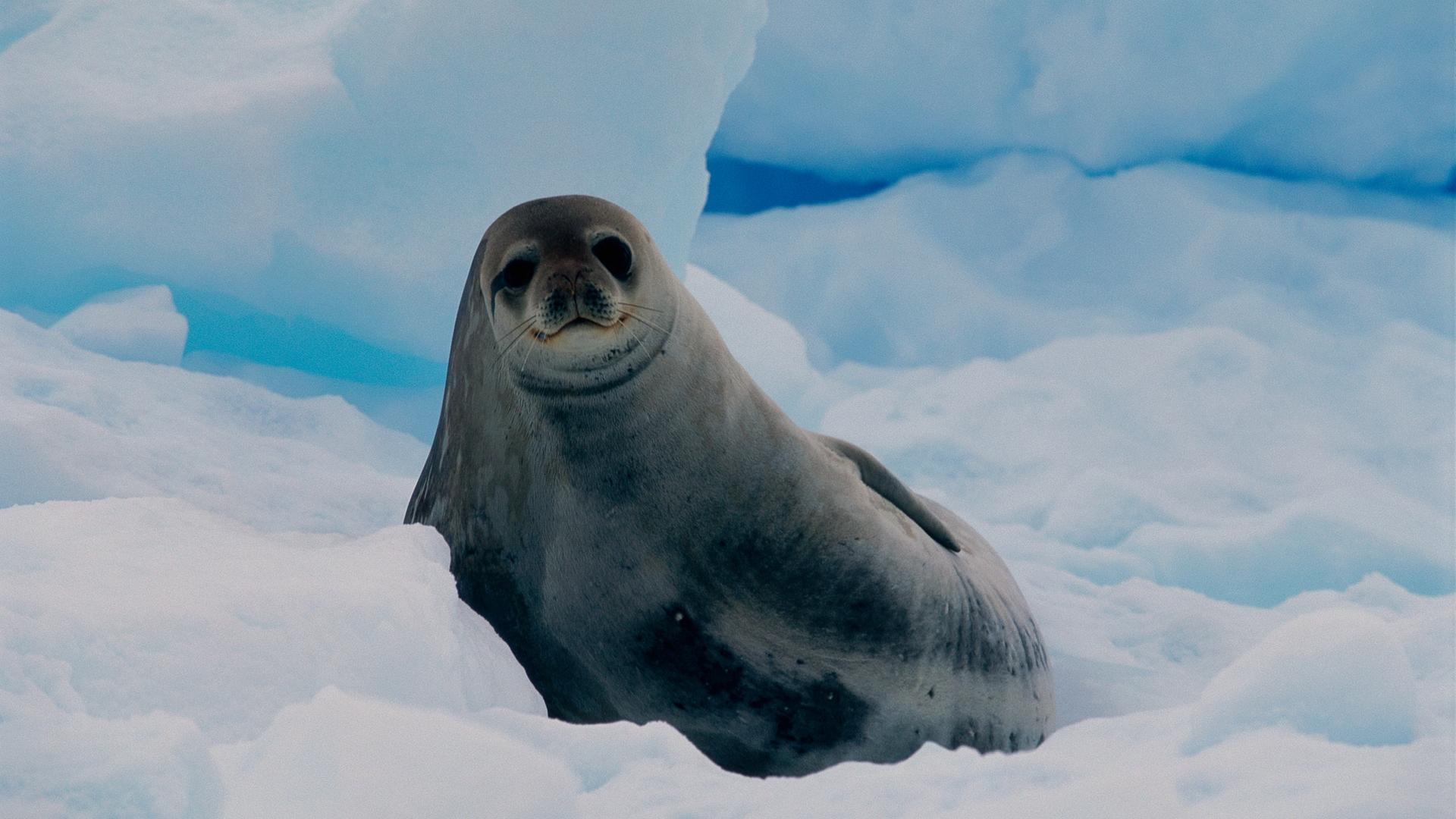 The Ultimate Guide to the Four Antarctic Seal Species