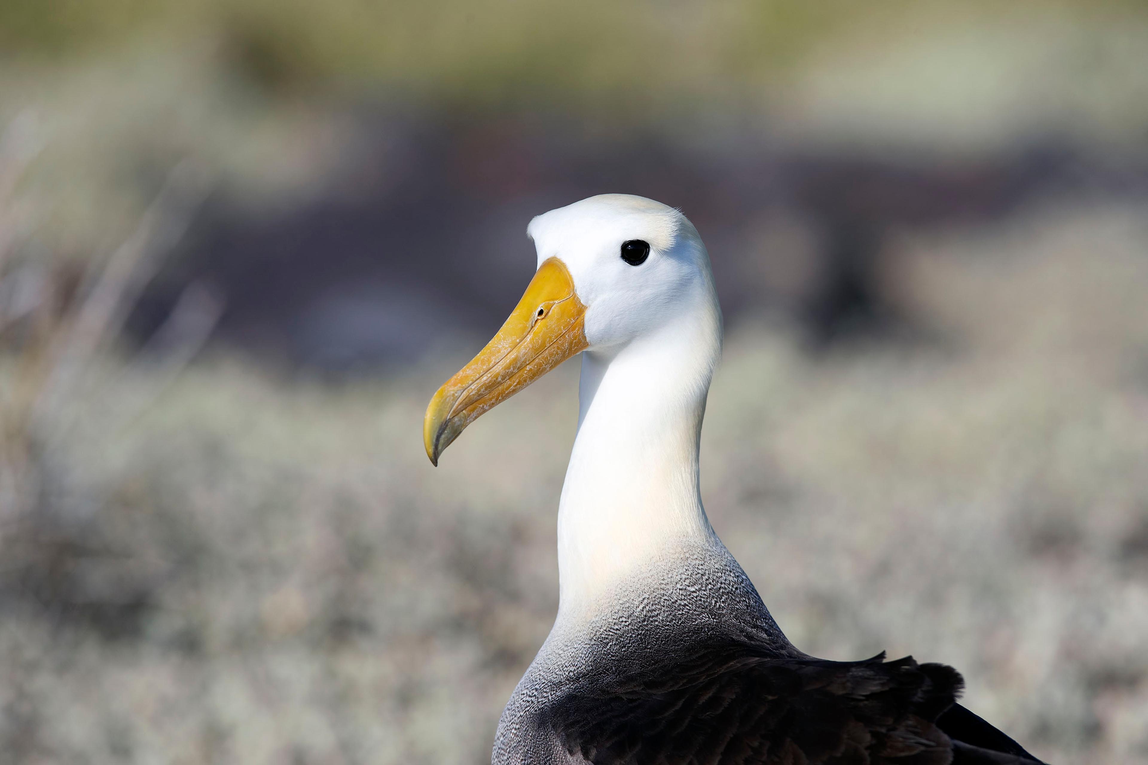 Nesting mainly on the Galapagos, the Waved Albatross is the only tropical albatross./Lucia Griggi