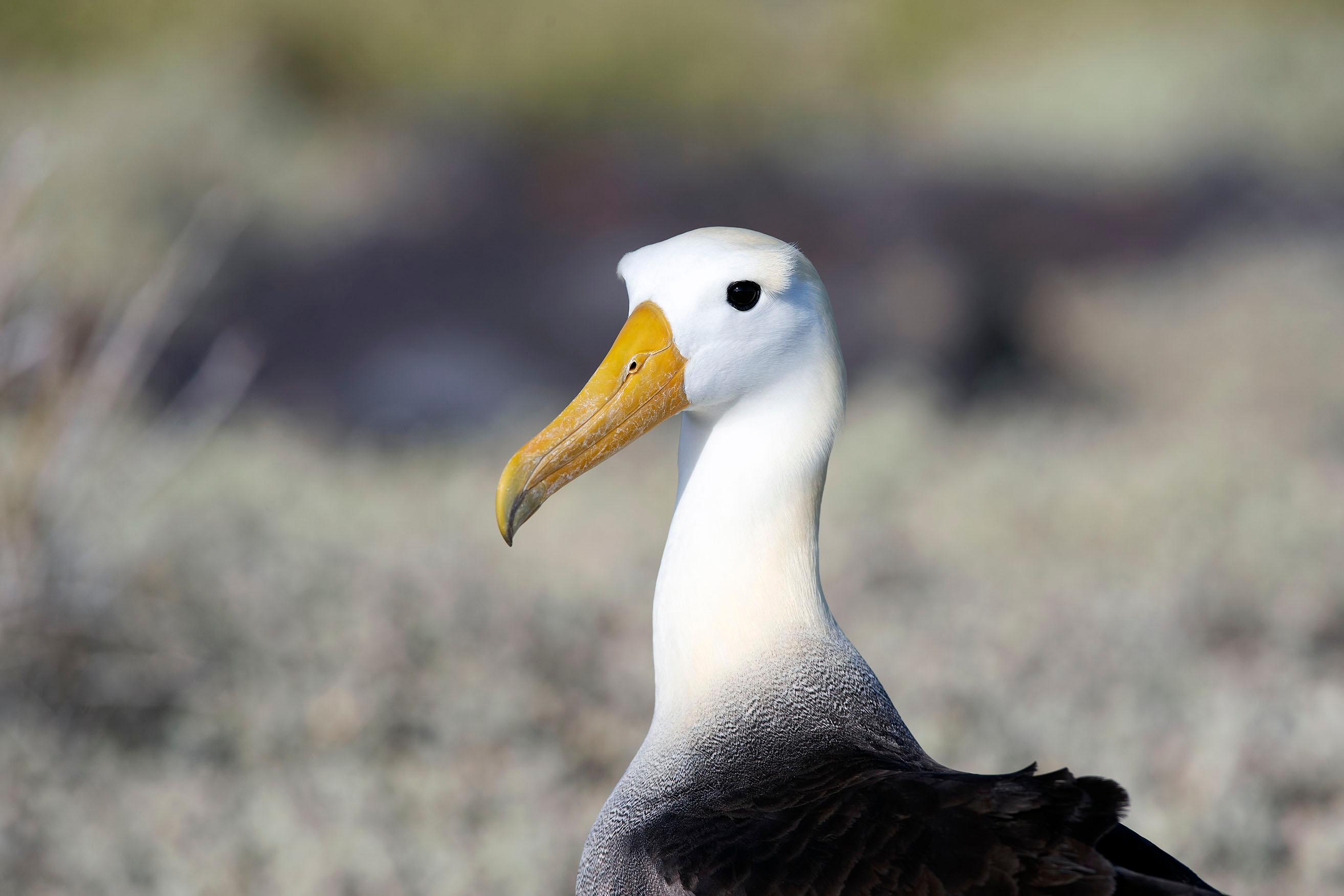 Nesting mainly on the Galapagos, the Waved Albatross is the only tropical albatross./Lucia Griggi