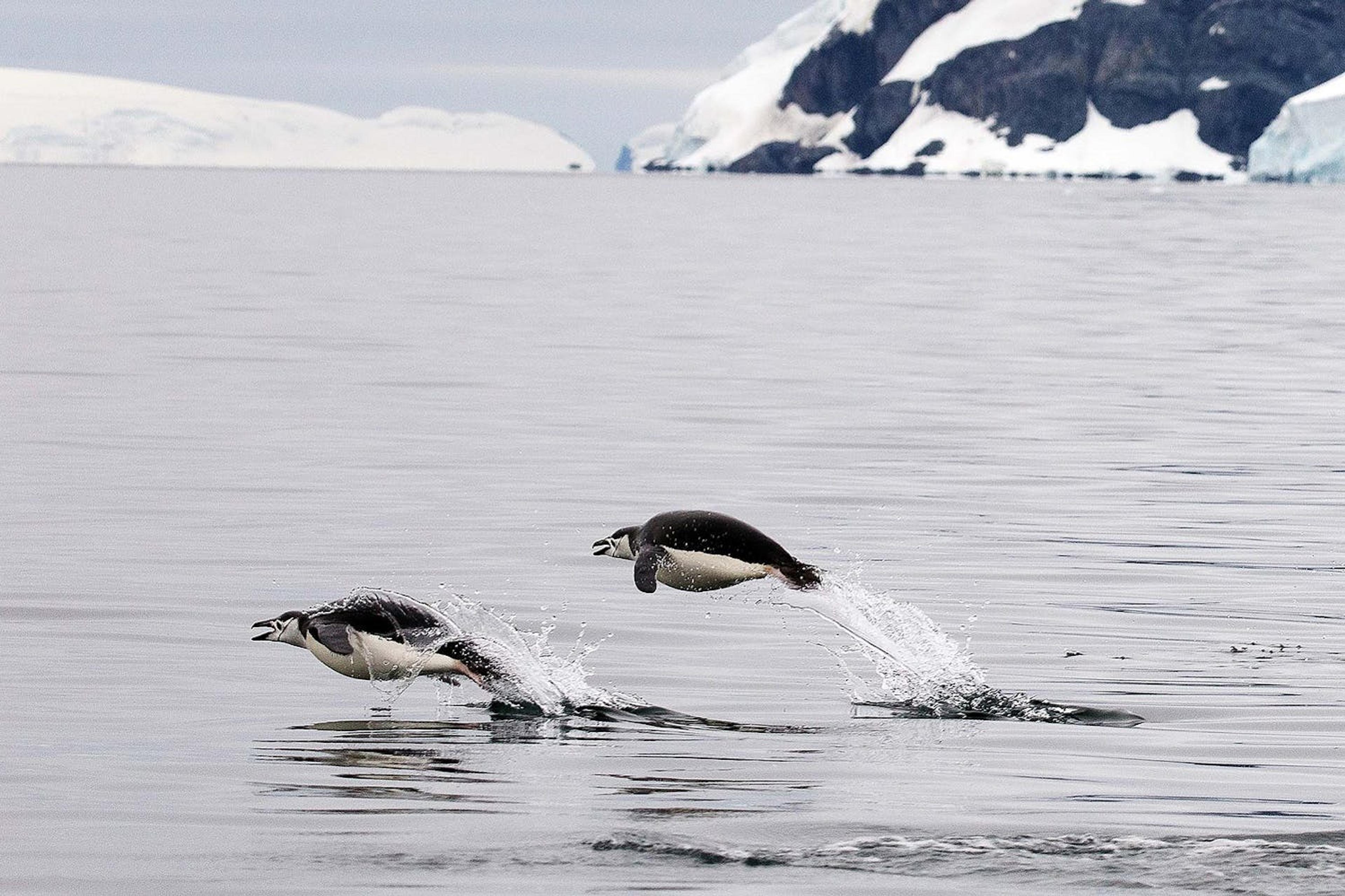 Chinstrap Penguins porpoise near Cierva Cove in Antarctica./Lucia Griggi
