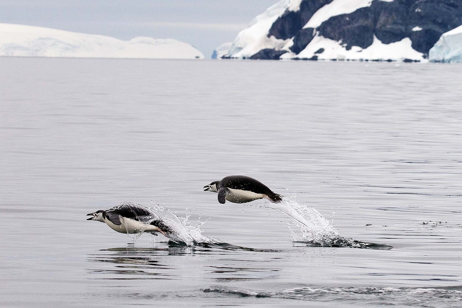 Chinstrap Penguins porpoise near Cierva Cove in Antarctica./Lucia Griggi