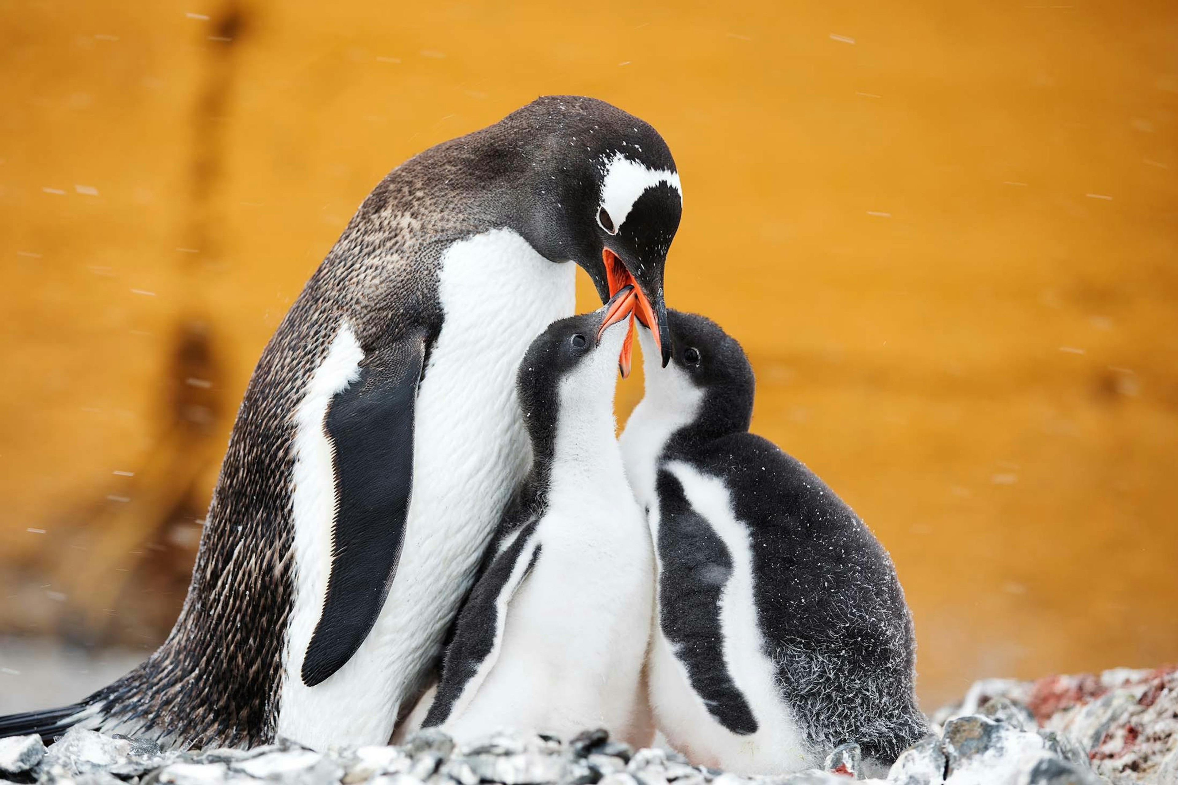 A Gentoo Penguin feeds its chicks, Esperanza Station, Antarctica./Lucia Griggi