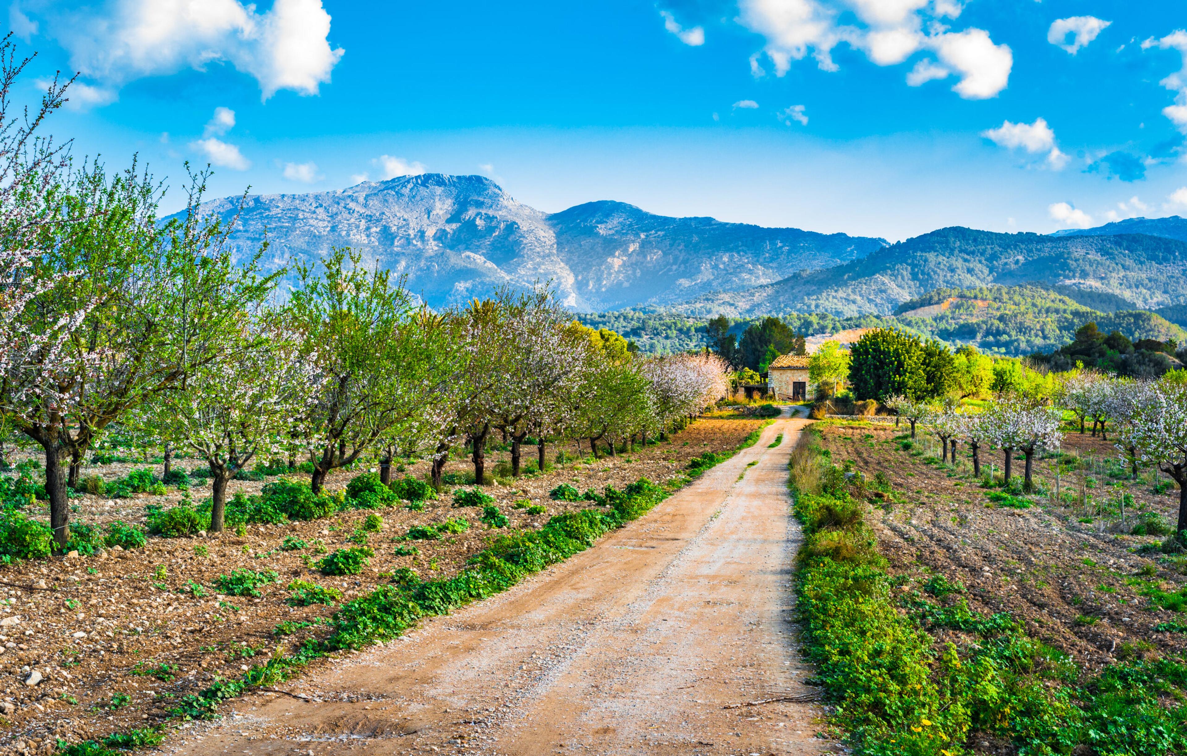 You may see the almond trees in bloom in Spain's Mallorca on a spring sail./Shutterstock