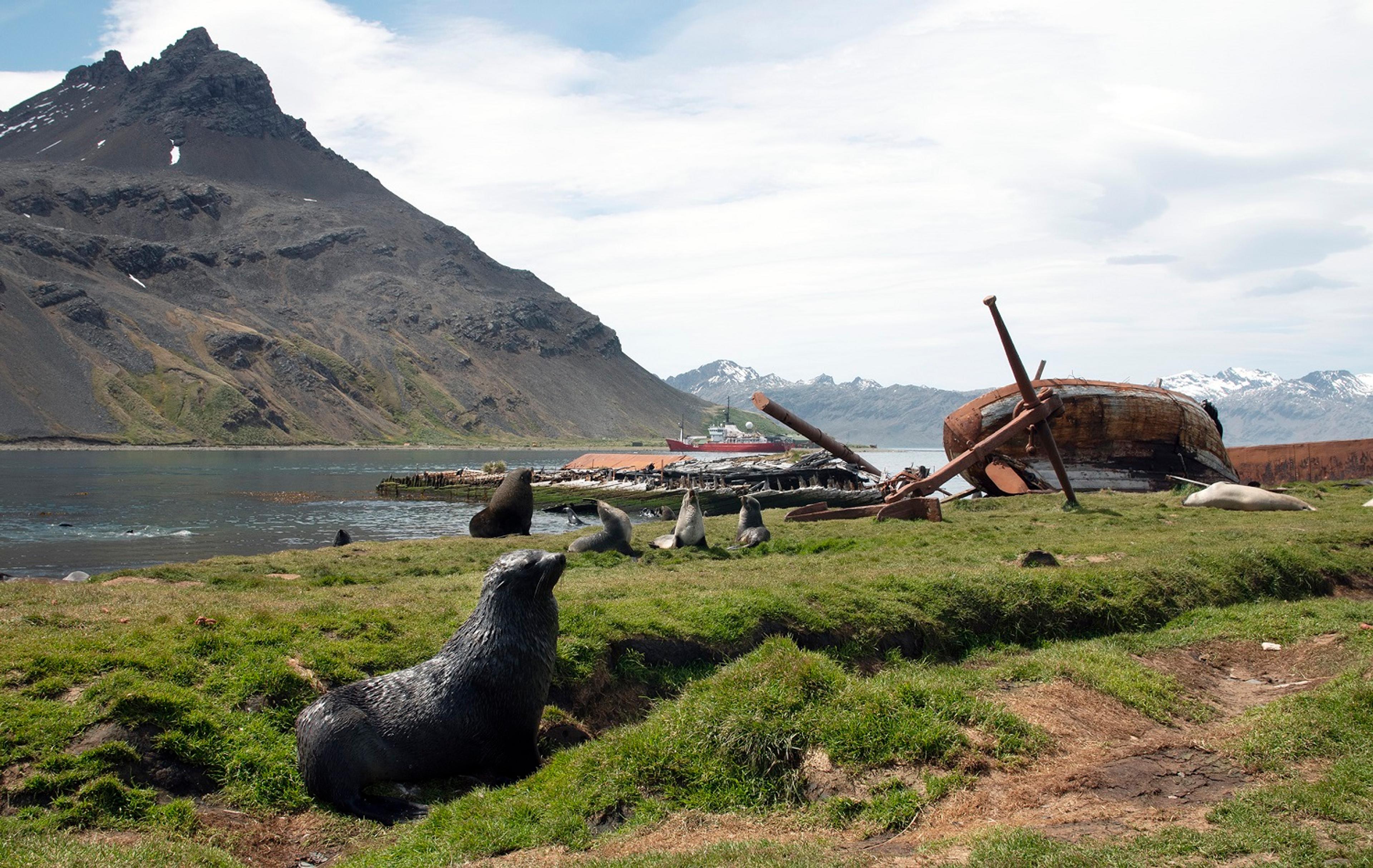 Fur seals bask in the sun near the wreck of an old whaling boat/Ross Vernon McDonald