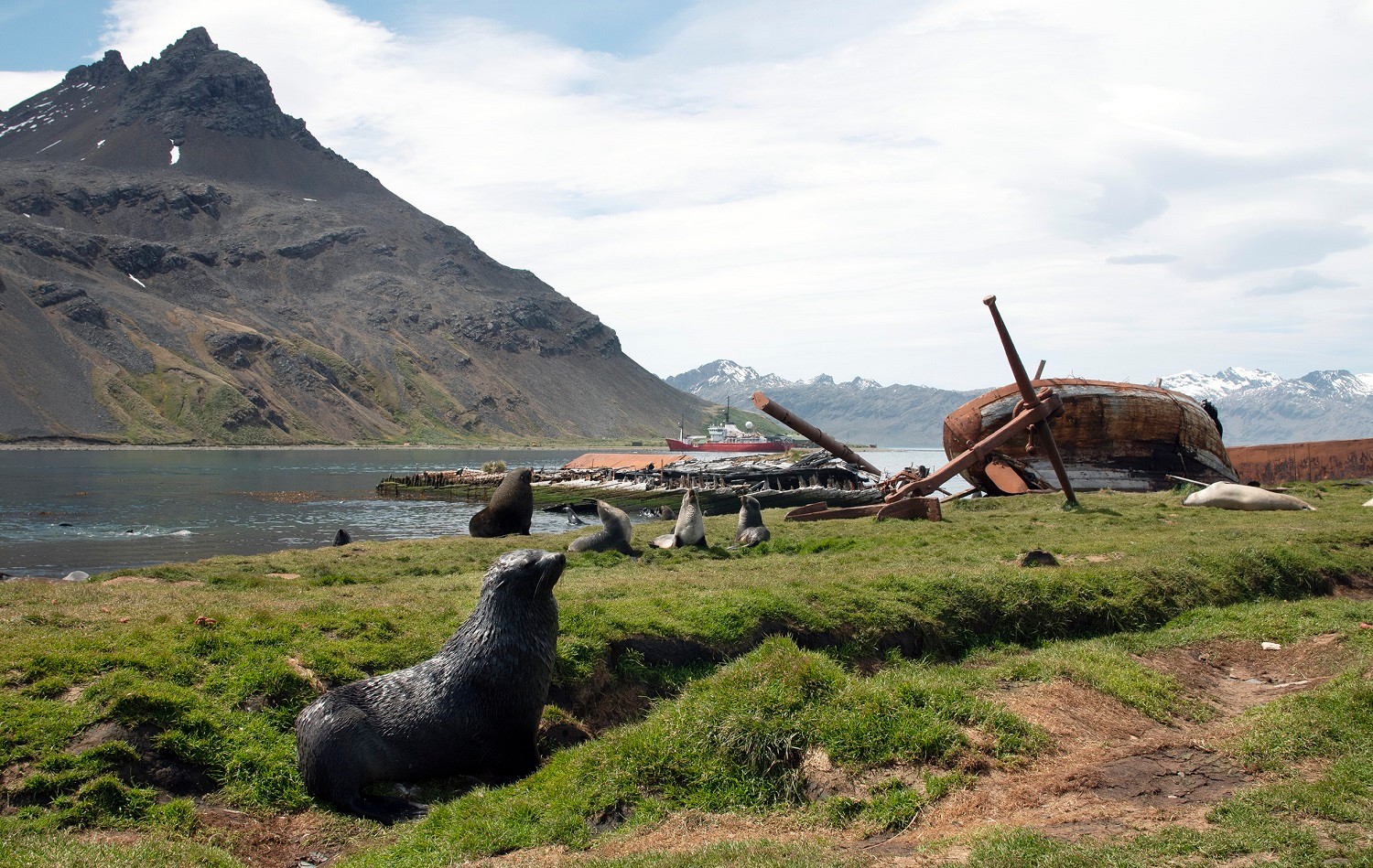 Fur seals bask in the sun near the wreck of an old whaling boat/Ross Vernon McDonald