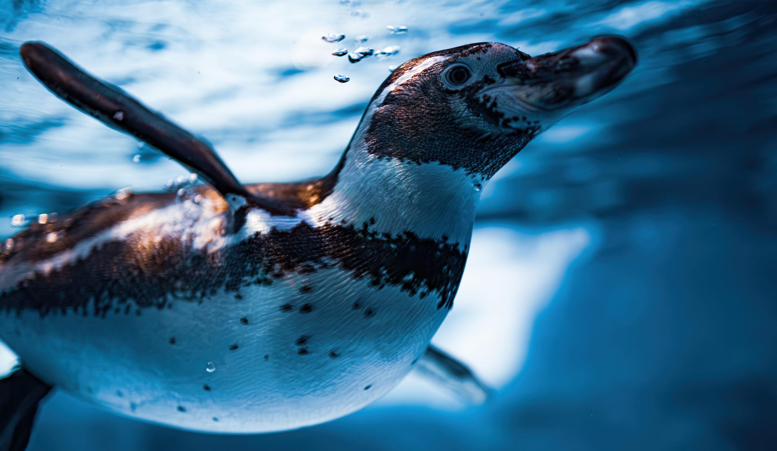 A Humboldt Penguin, also called Peruvian Penguin/Getty Images