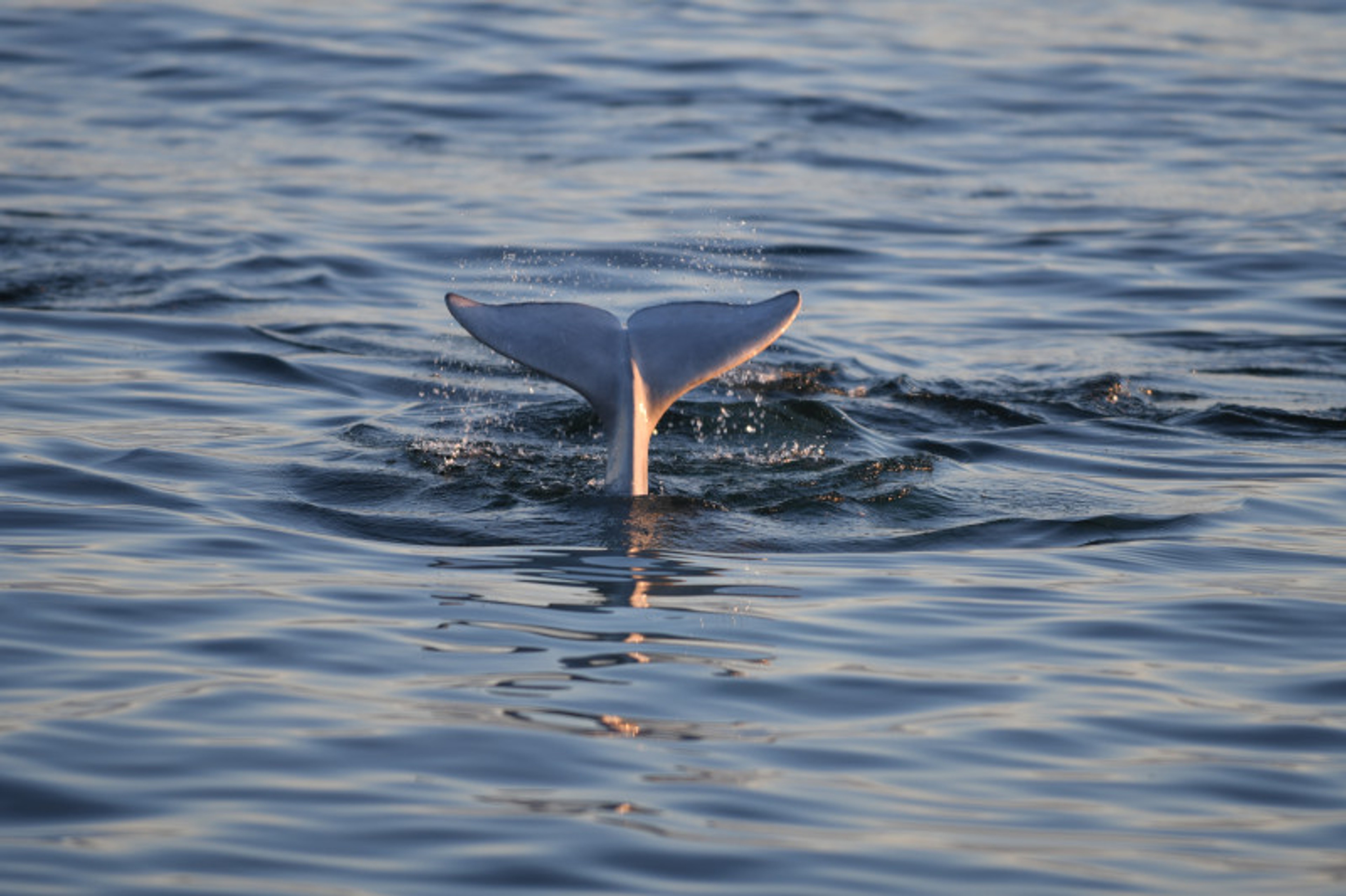 Spotting beluga whales in Canada's Arctic/Shutterstock