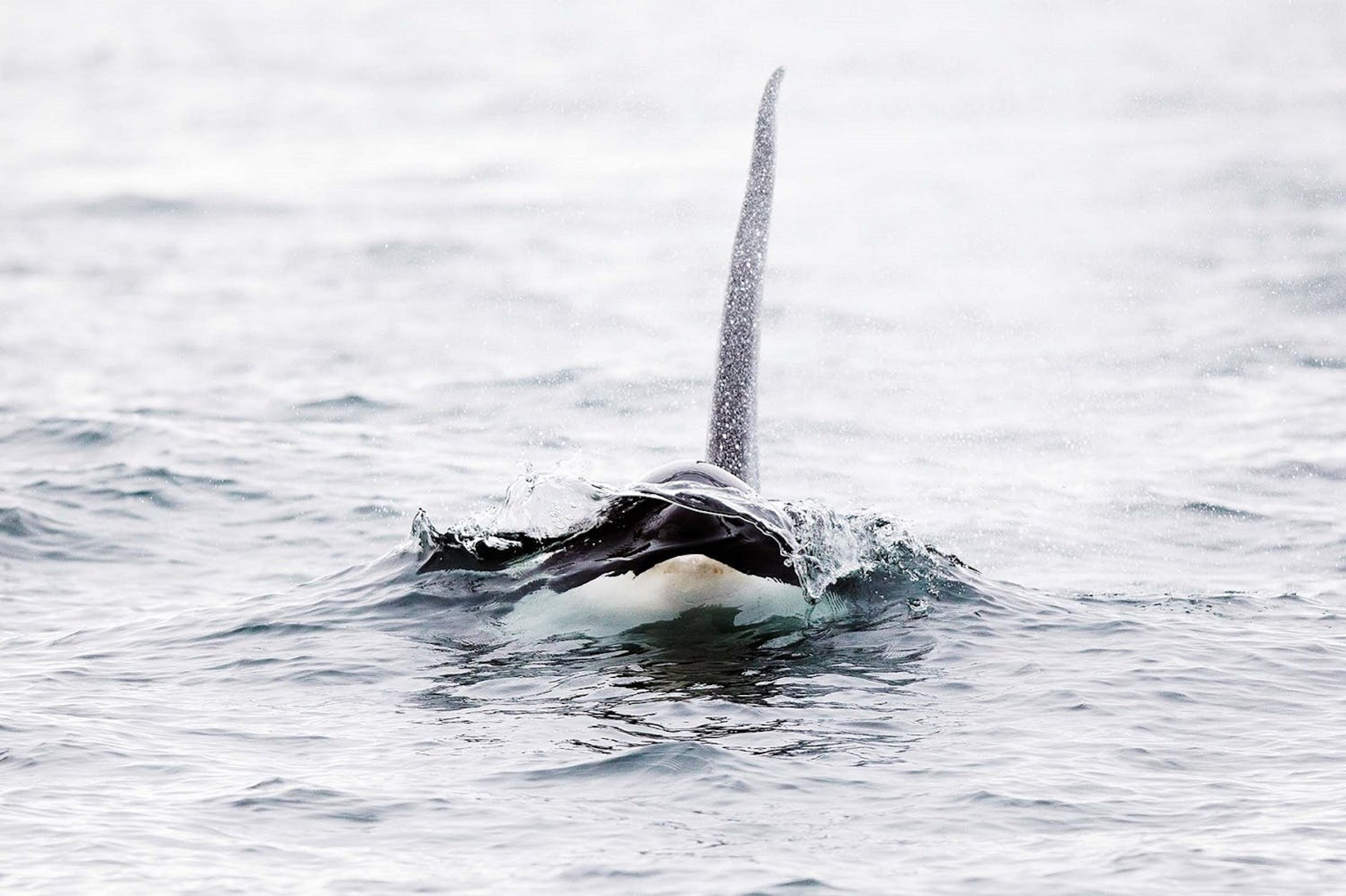 The distinctive shape of a killer whale./Lucia Griggi