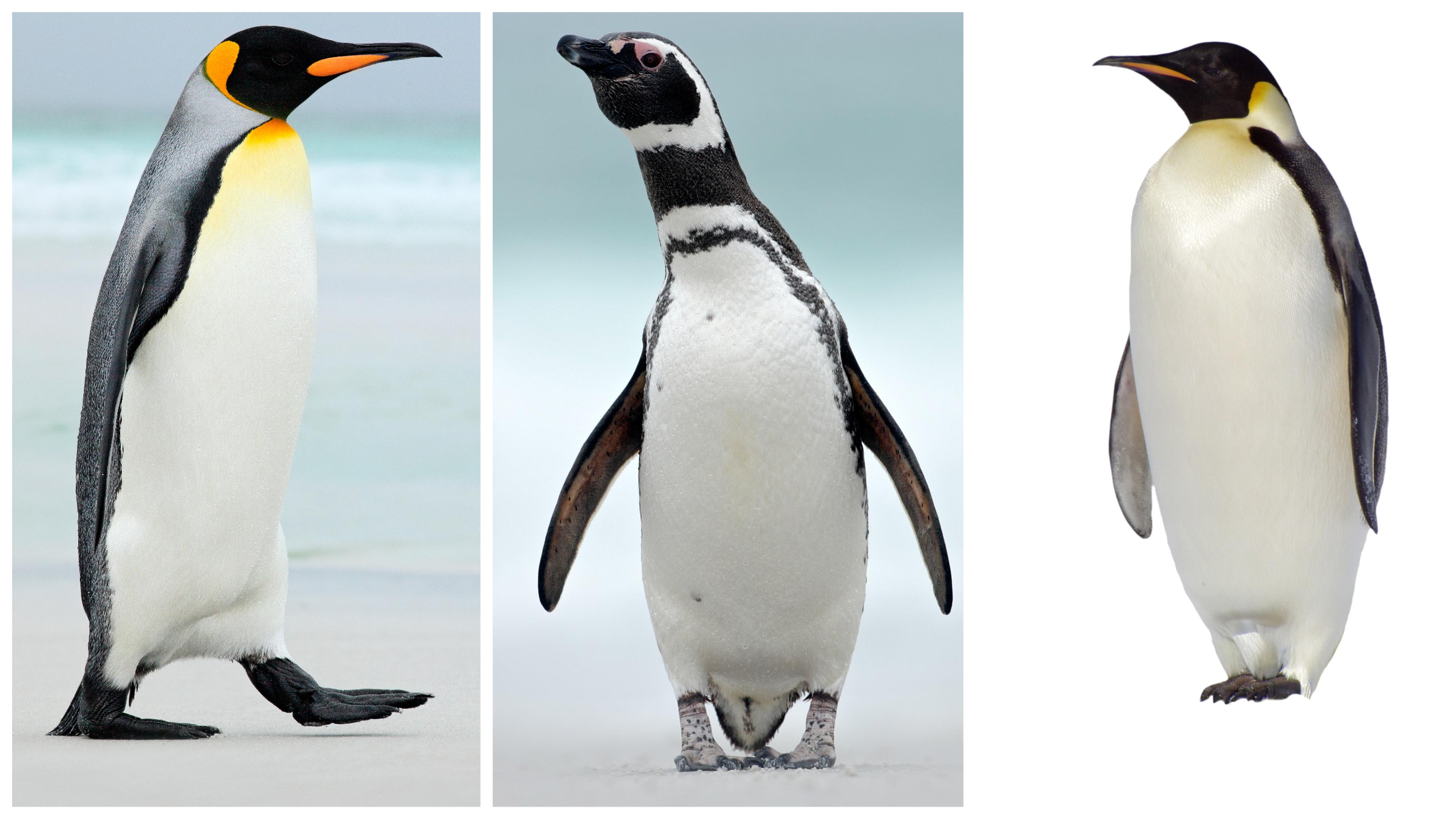 From left: King, Magellanic and Emperor penguins/Shutterstock