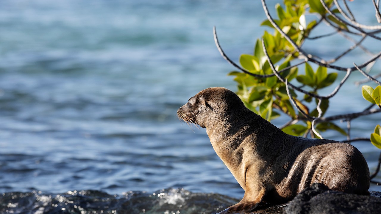 Sustainability in the Galápagos: For Marine Iguanas and Much More Marine Life
