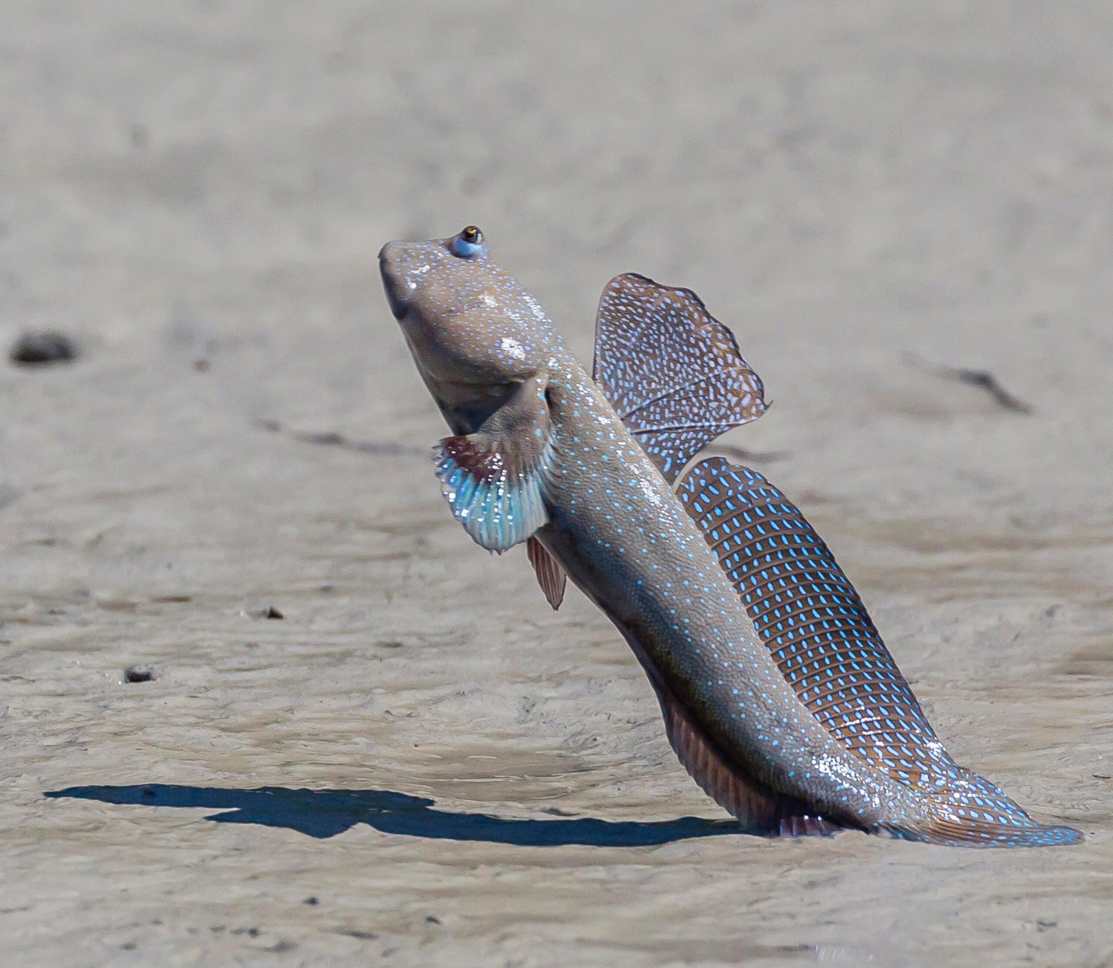 An adult male mudskipper out for a "stroll" in the Kimberley/Getty Images