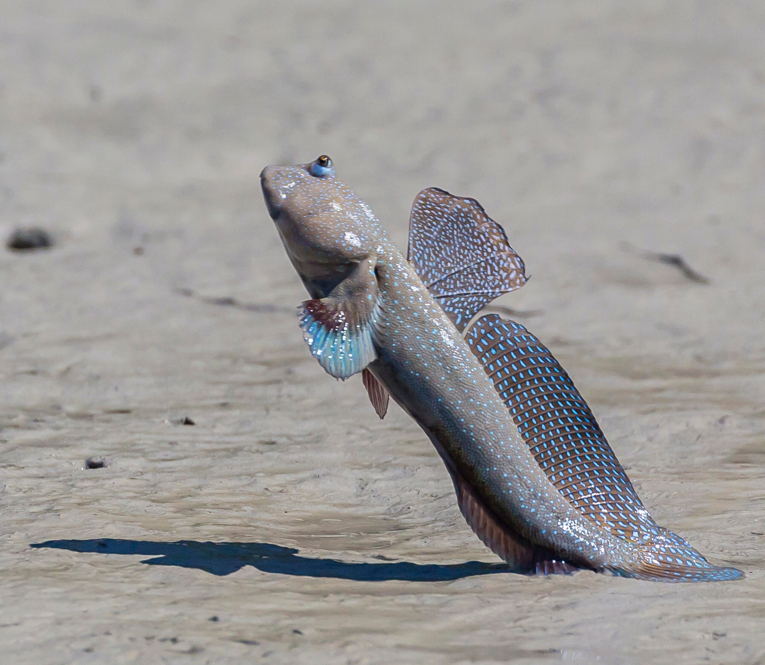 An adult male mudskipper out for a "stroll" in the Kimberley/Getty Images