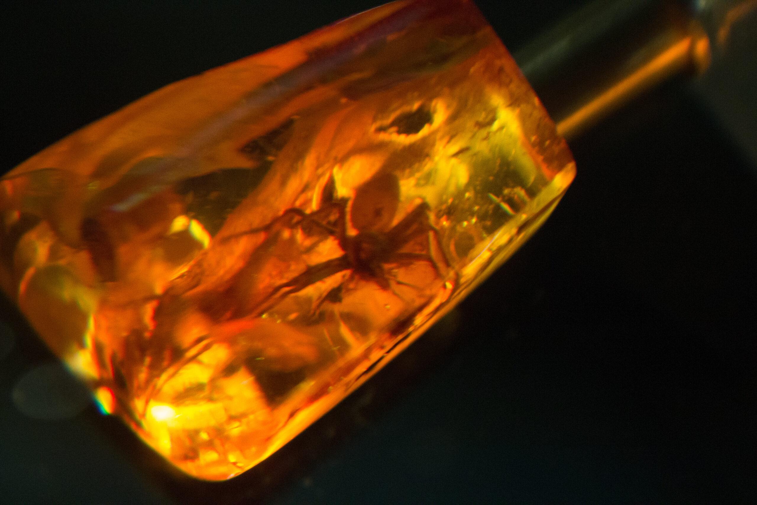 Bugs sometimes get trapped in the sticky tree resin that becomes amber./Getty Images