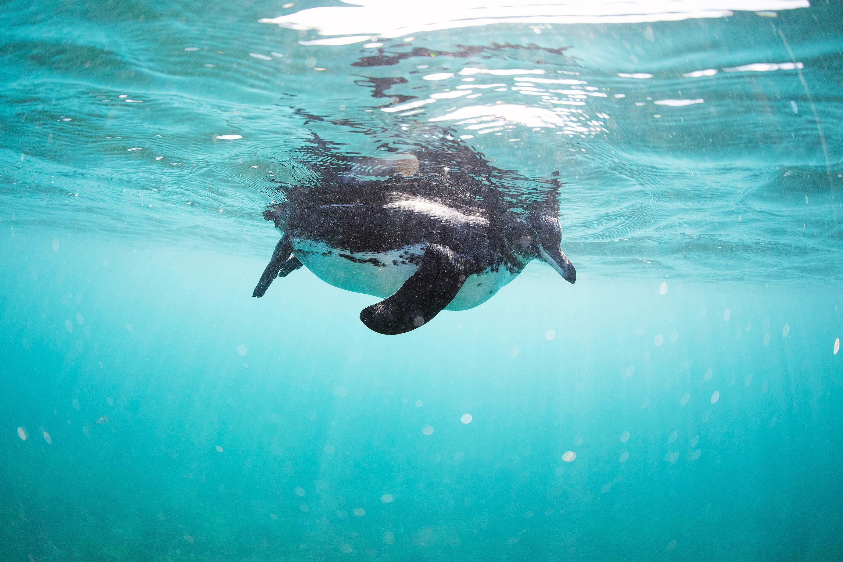 The Galápagos penguin is uniquely adapted to thrive in the tropical latitude of the Galapagos./Lucia Griggi