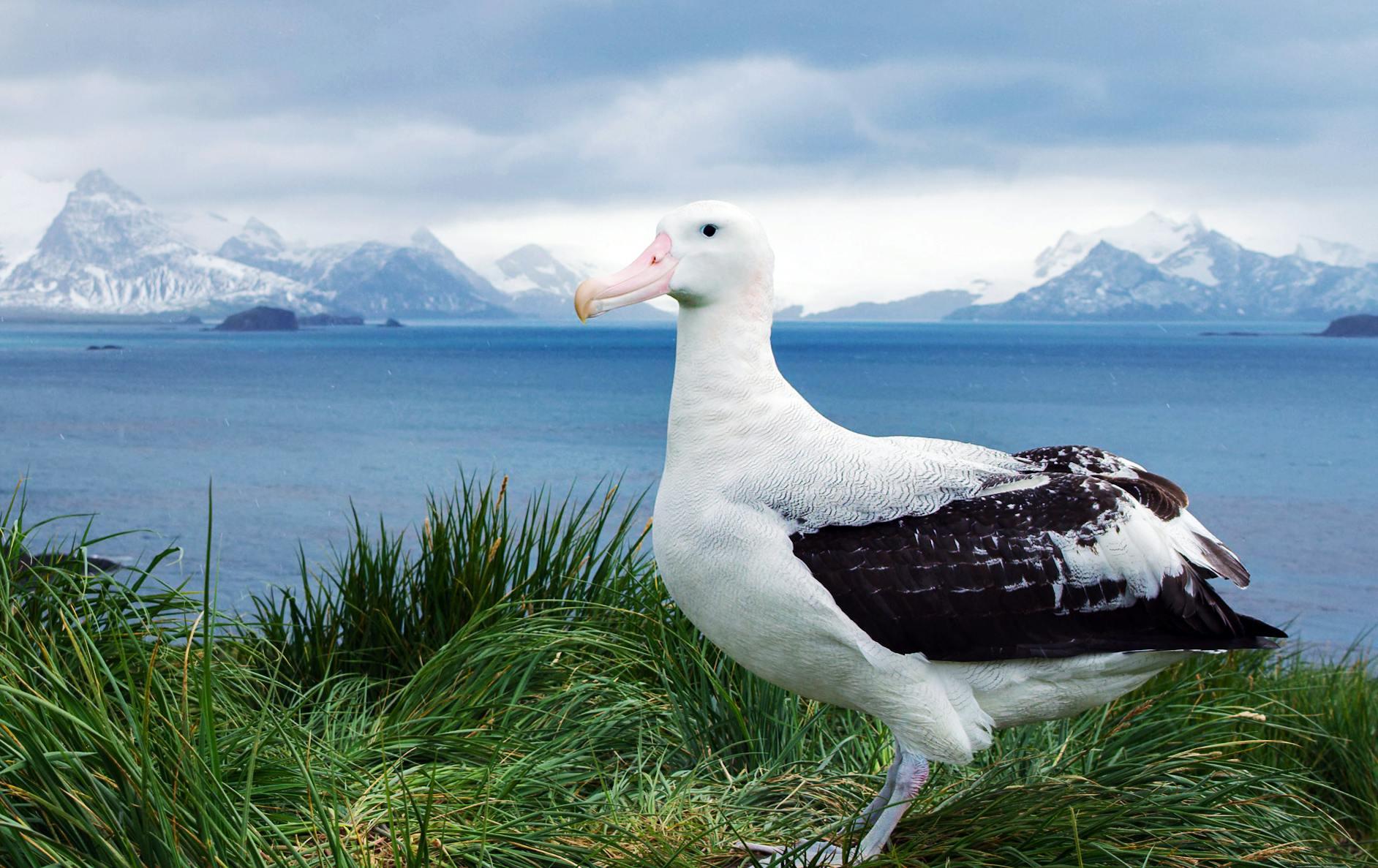 Wandering Albatross, Prion Island, South Georgia/Benn Berkeley