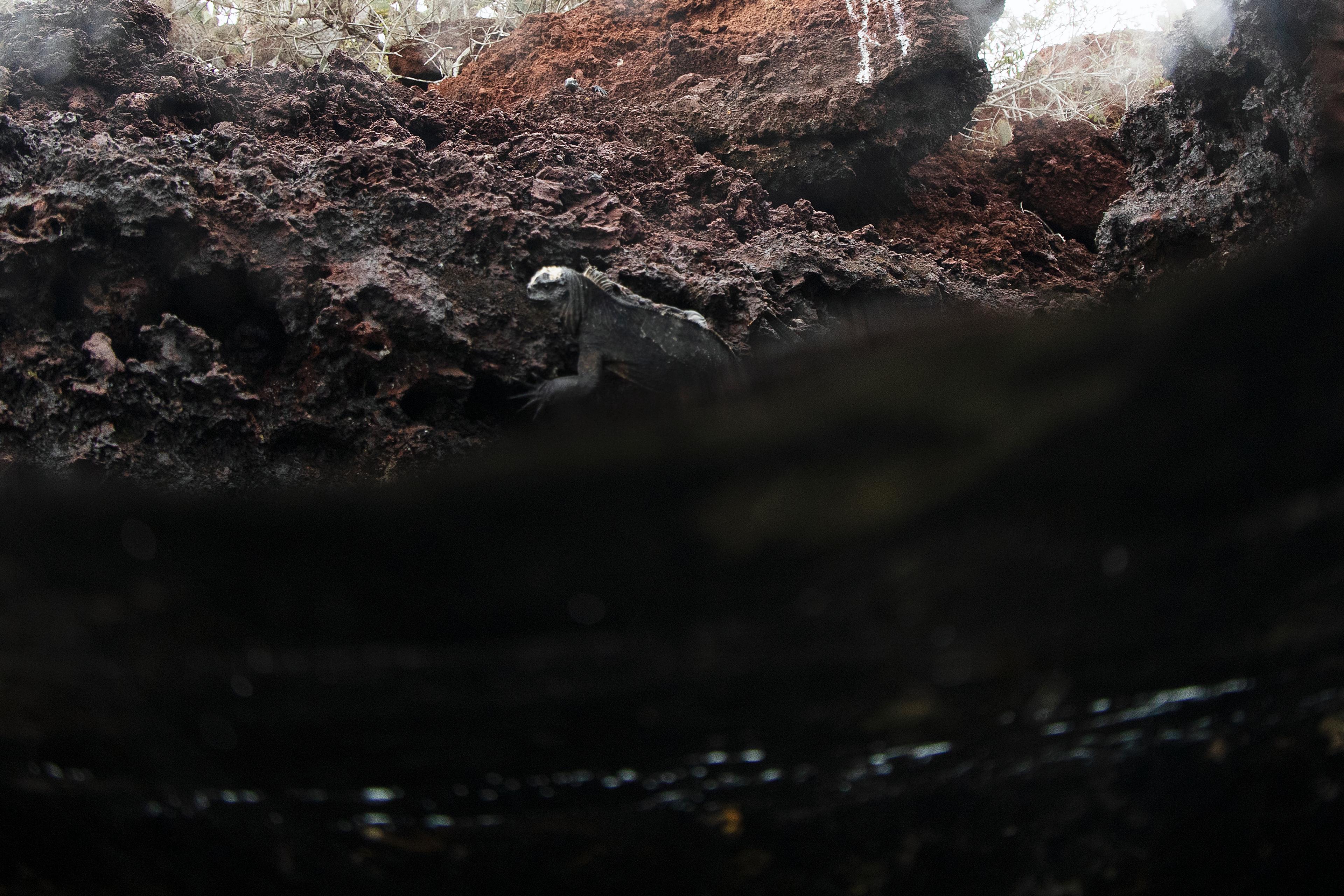 The lava rock landscape of Española Island is home to marine iguanas /Lucia Griggi