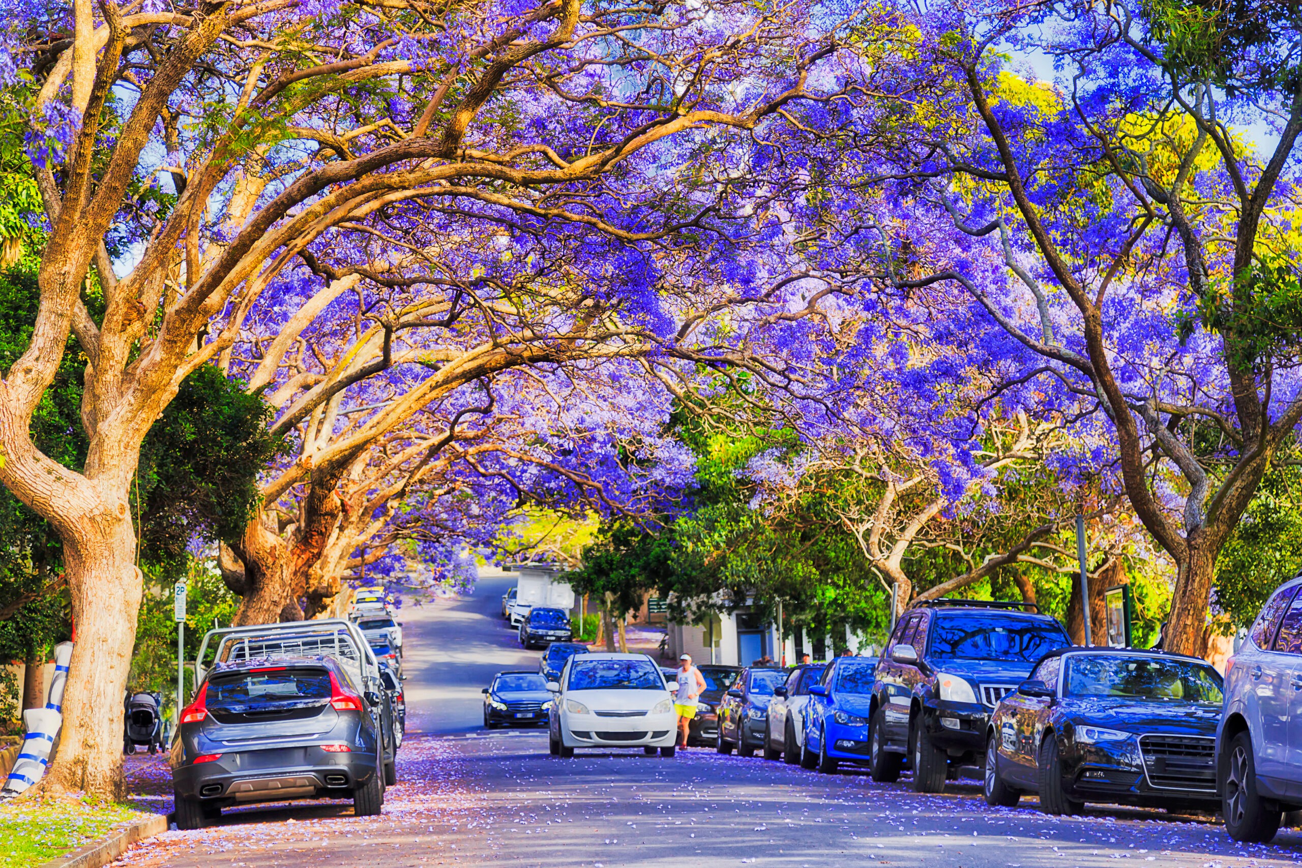 Violet blossoming Jacaranda trees in Sydney suburb of Kirribilli./iStock