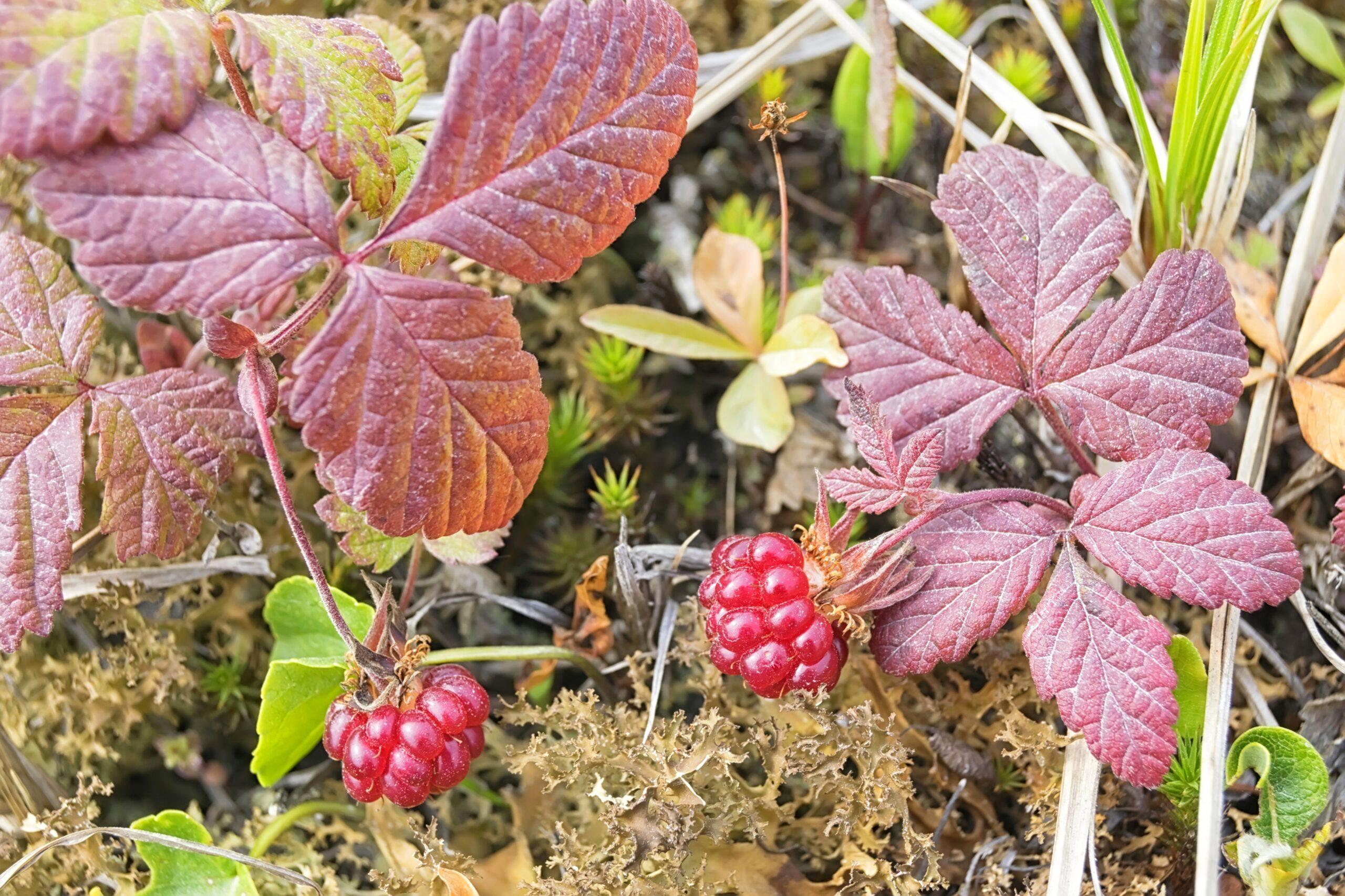 This treasure is a nagoonberry, which matures in July and August./Getty Images