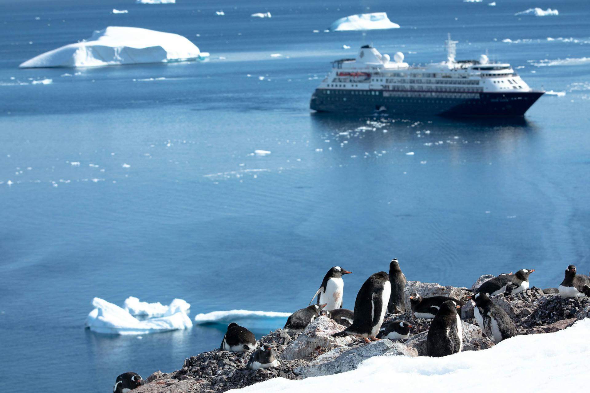 Gentoo penguins in Antarctica /Thomas Silcock