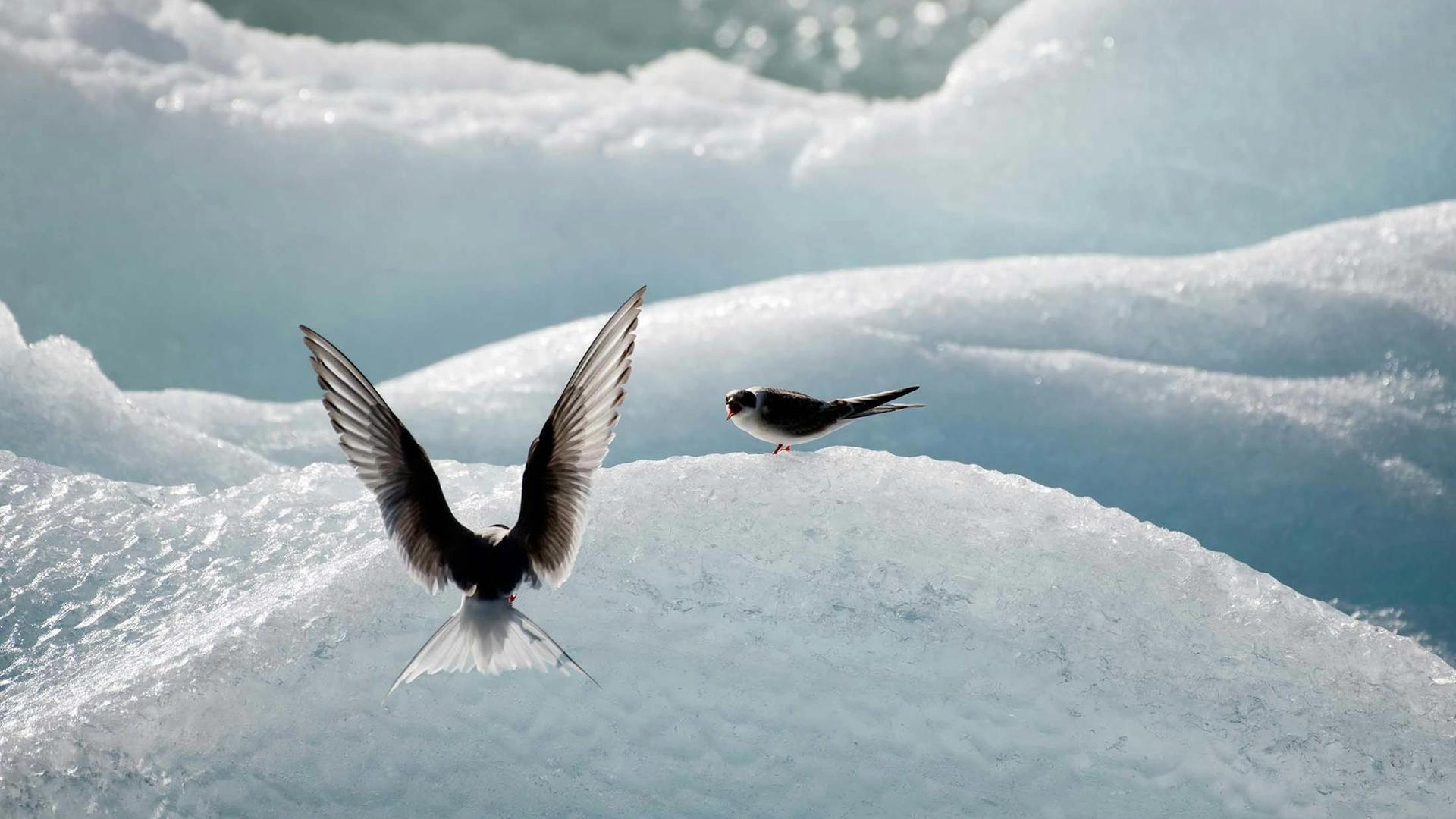 Why the Arctic Tern is Nature’s Fiercest Parent