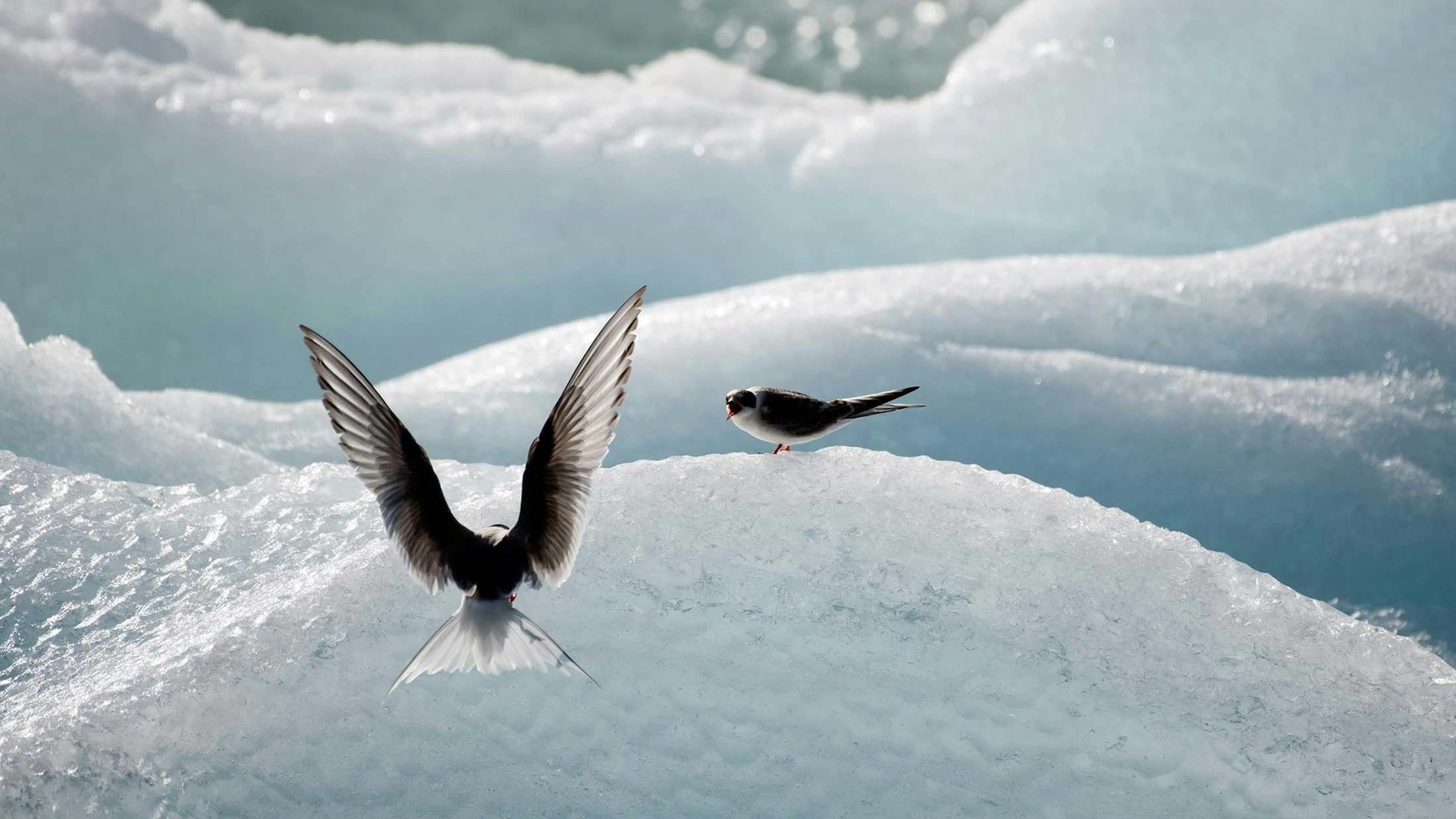 Why the Arctic Tern is Nature’s Fiercest Parent
