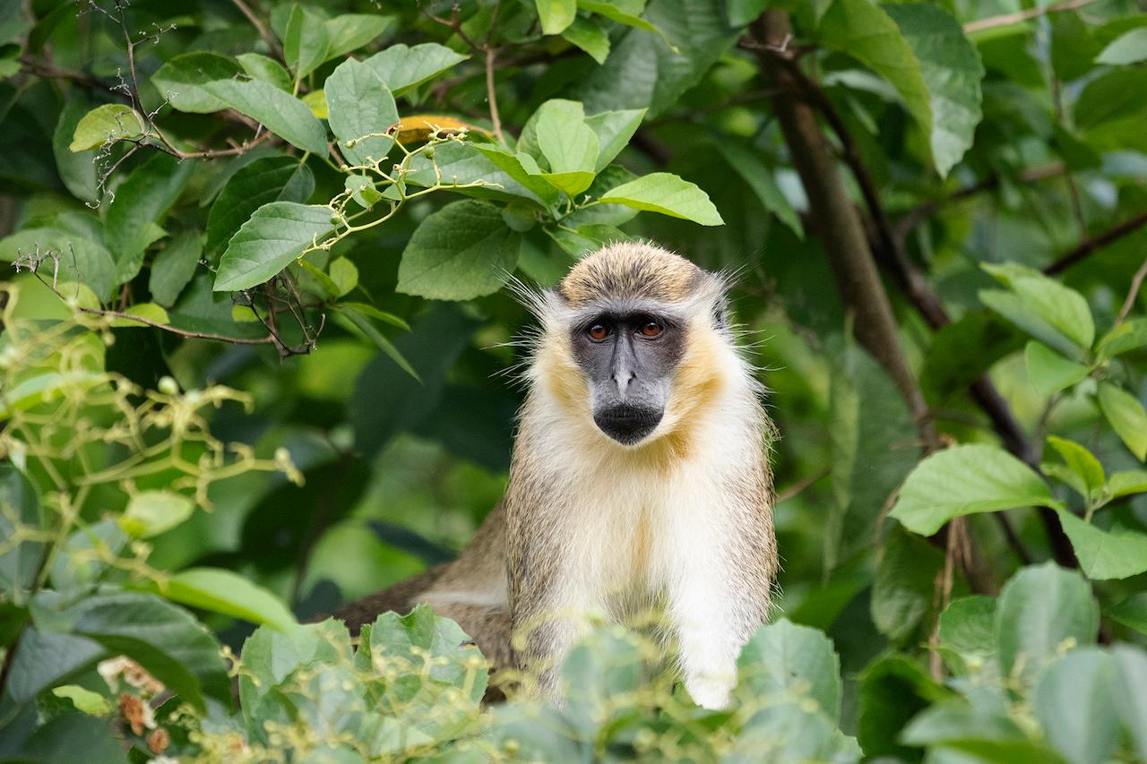 Green monkeys are among the colorful inhabitants of Barbados' natural habitats./Lucia Griggi
