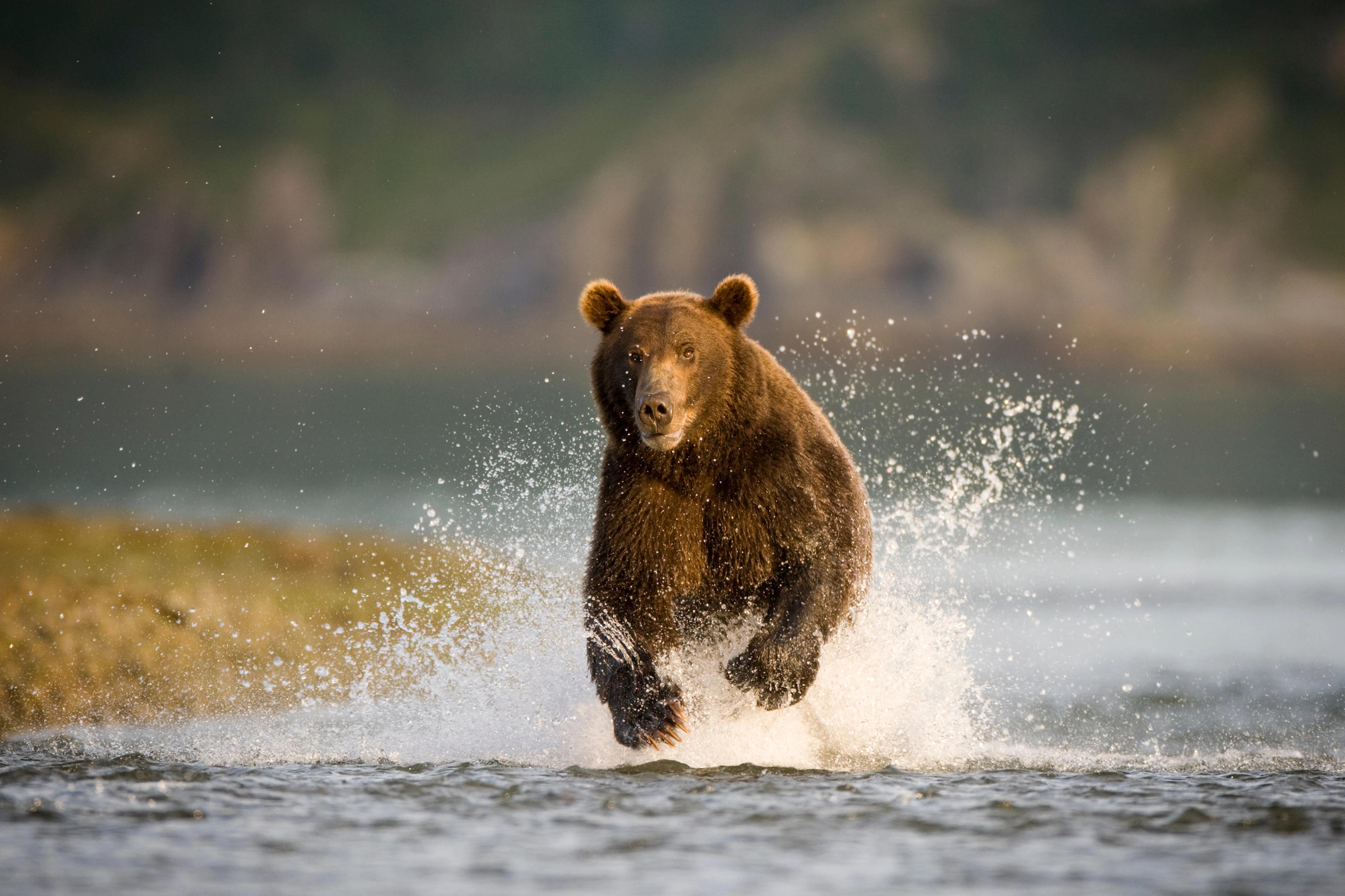 A bear is trying to catch migrating fish shallow water at Alaska.