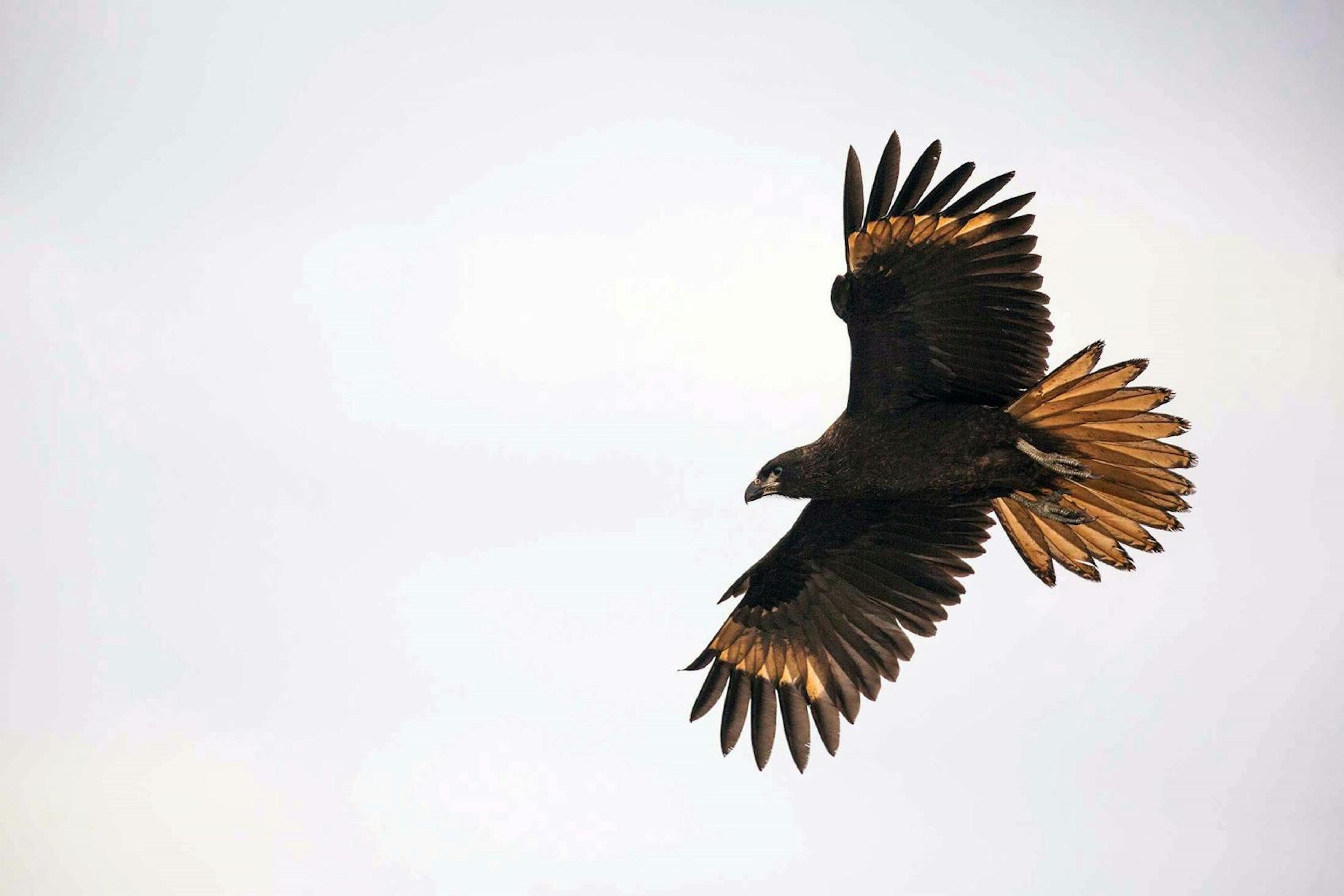 A soaring striated caracara wows Silversea's guests on Carcass Island, Falkland Islands./Lucia Griggi