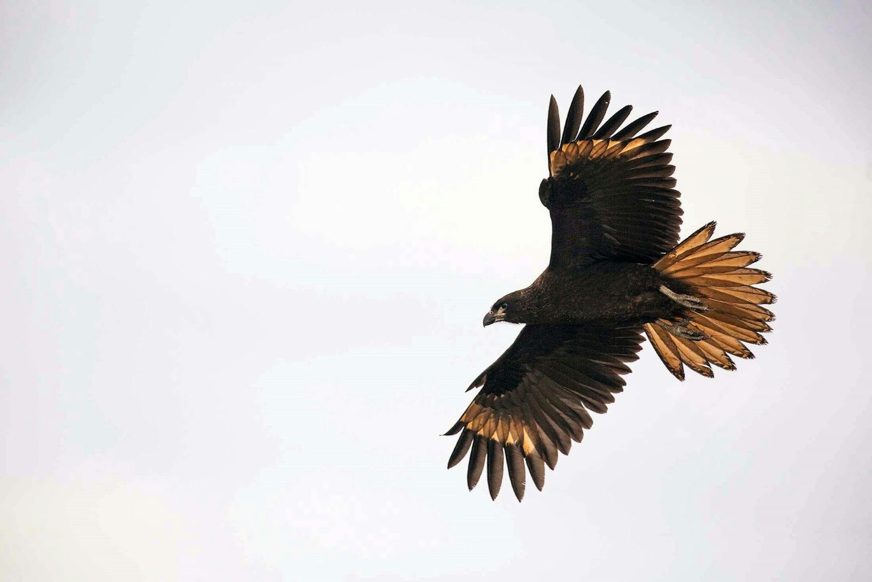 A soaring striated caracara wows Silversea's guests on Carcass Island, Falkland Islands./Lucia Griggi