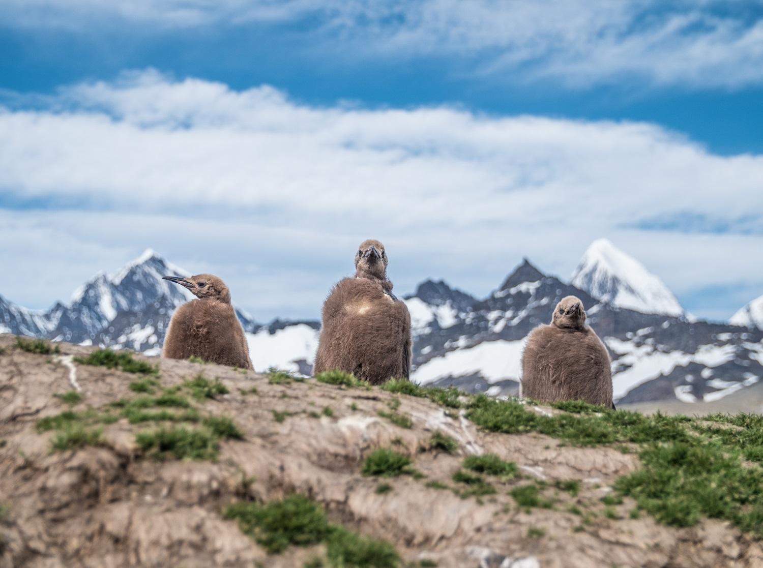 Fluffy King Penguin chicks await the return of their parents in South Georgia/Ross Vernon McDonald