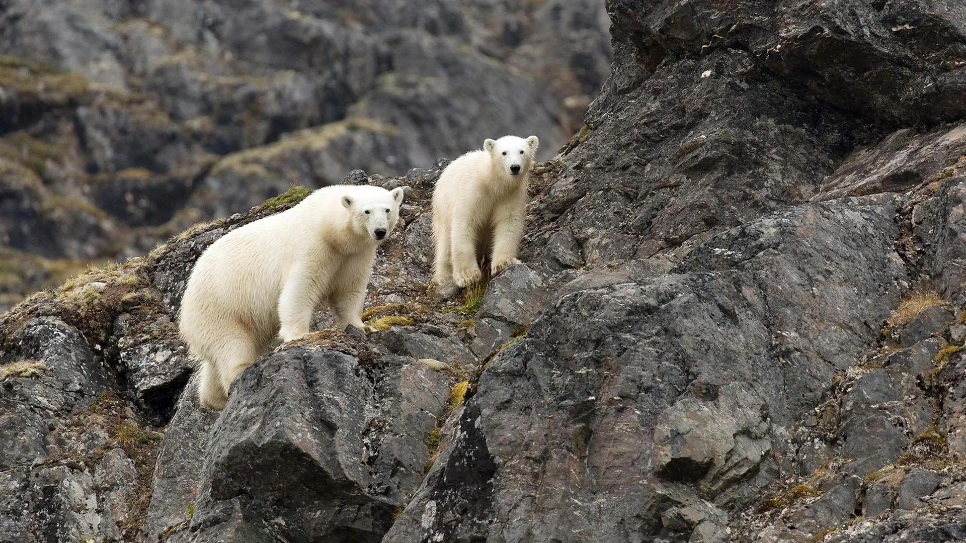Riders of Icebergs: Admiring the Wild Polar Bears of the Arctic