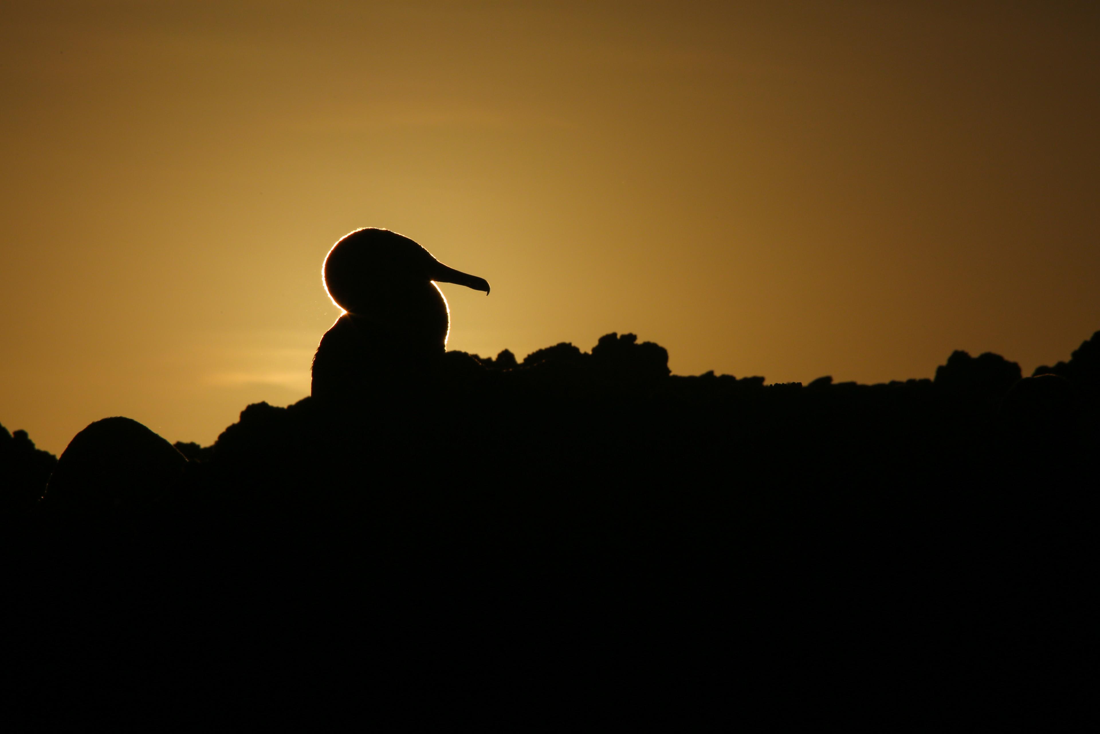 Flightless Cormorants in Galápagos are endemic to Isabela island/David Padilla