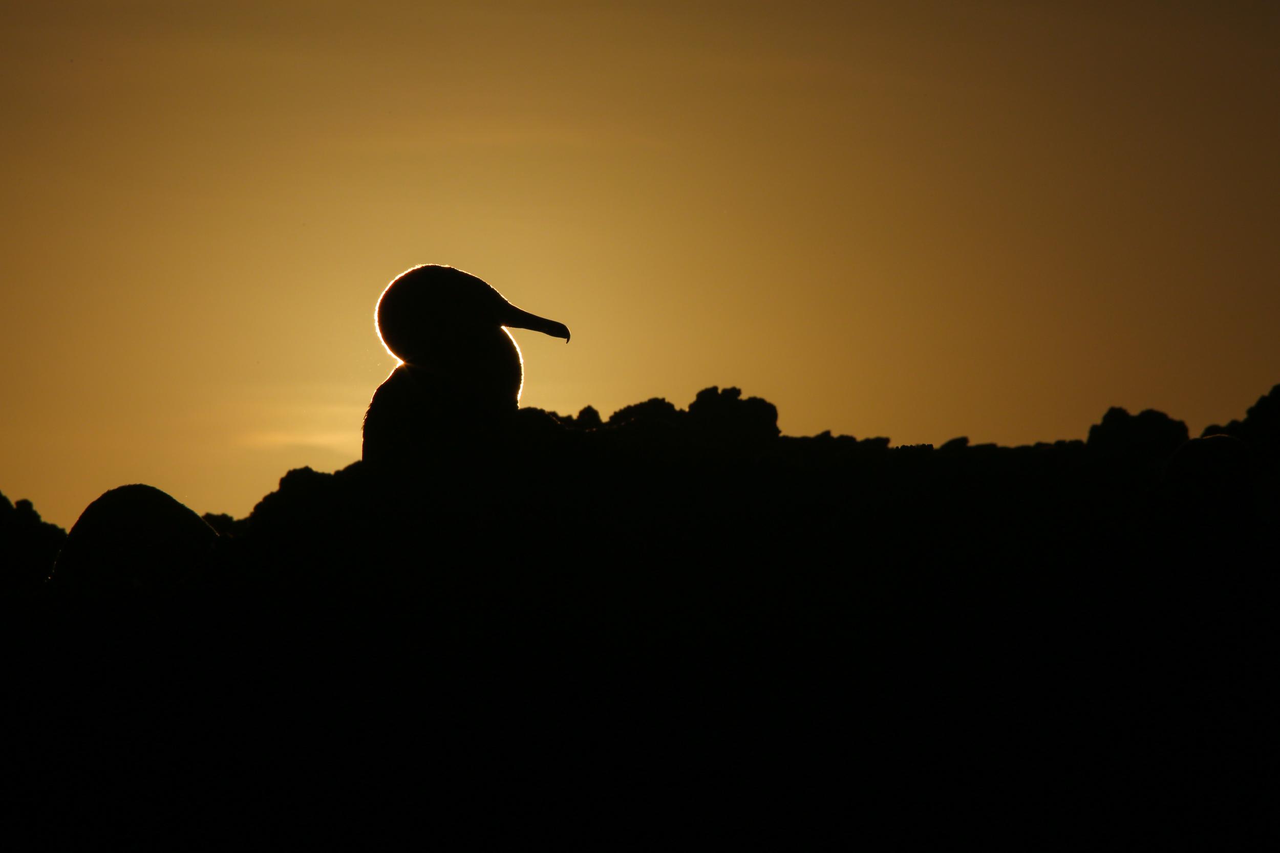 Flightless Cormorants in Galápagos are endemic to Isabela island/David Padilla