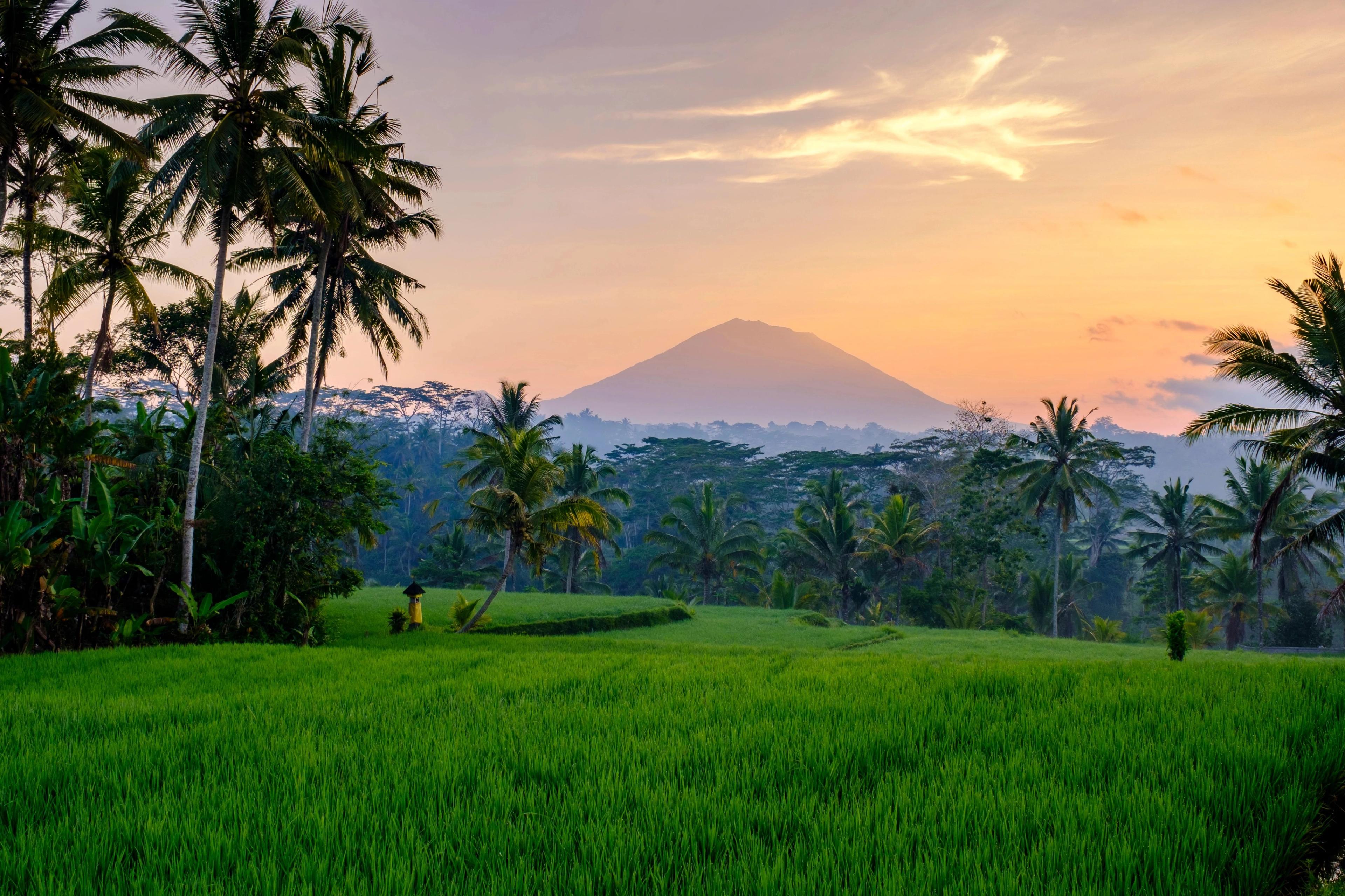 Discover Bali Food: From Paddy Fields to Gourmet Experiences