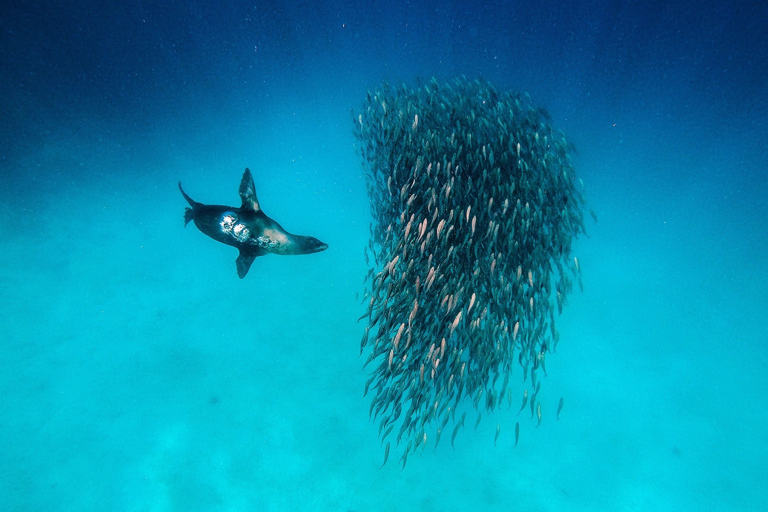 Galápagos Sea Lion, North Seymour Island./Jorge Prigann
