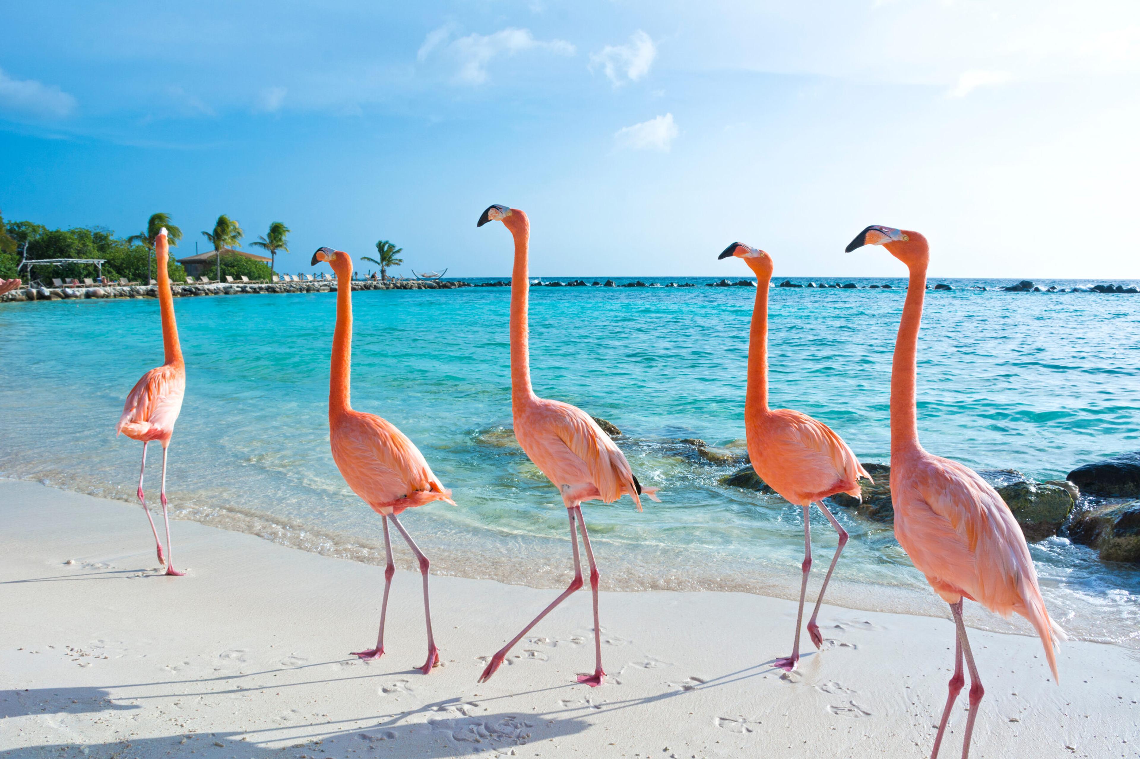 Pink flamingos stroll the island of Aruba./Shutterstock