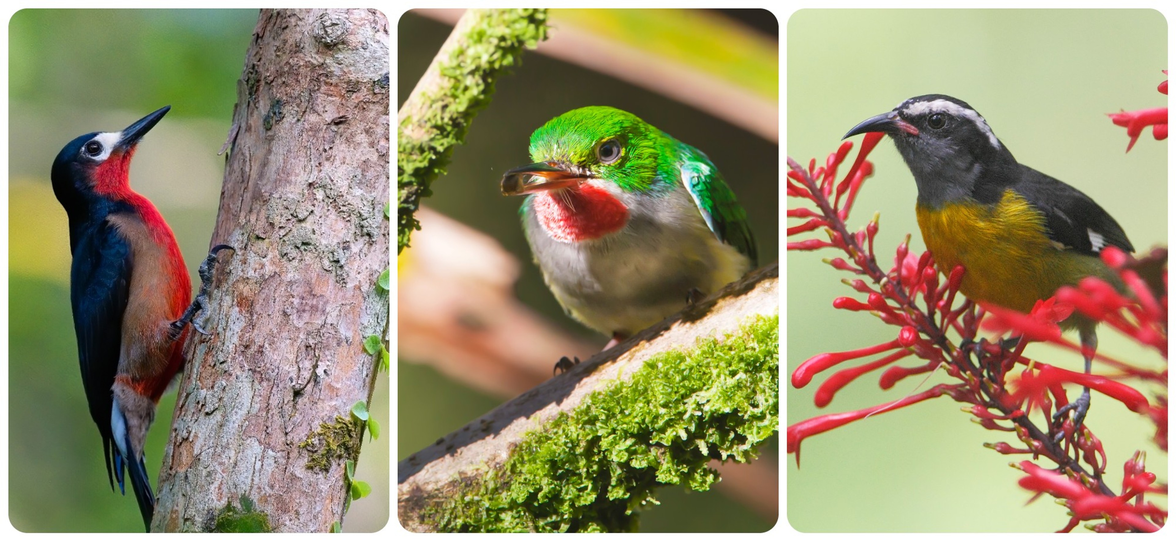Among the birds in El Yunque, from left: the Puerto Rican woodpecker, the Puerto Rican tody (also known as Little St. Peter) and the bananaquit/Getty Images