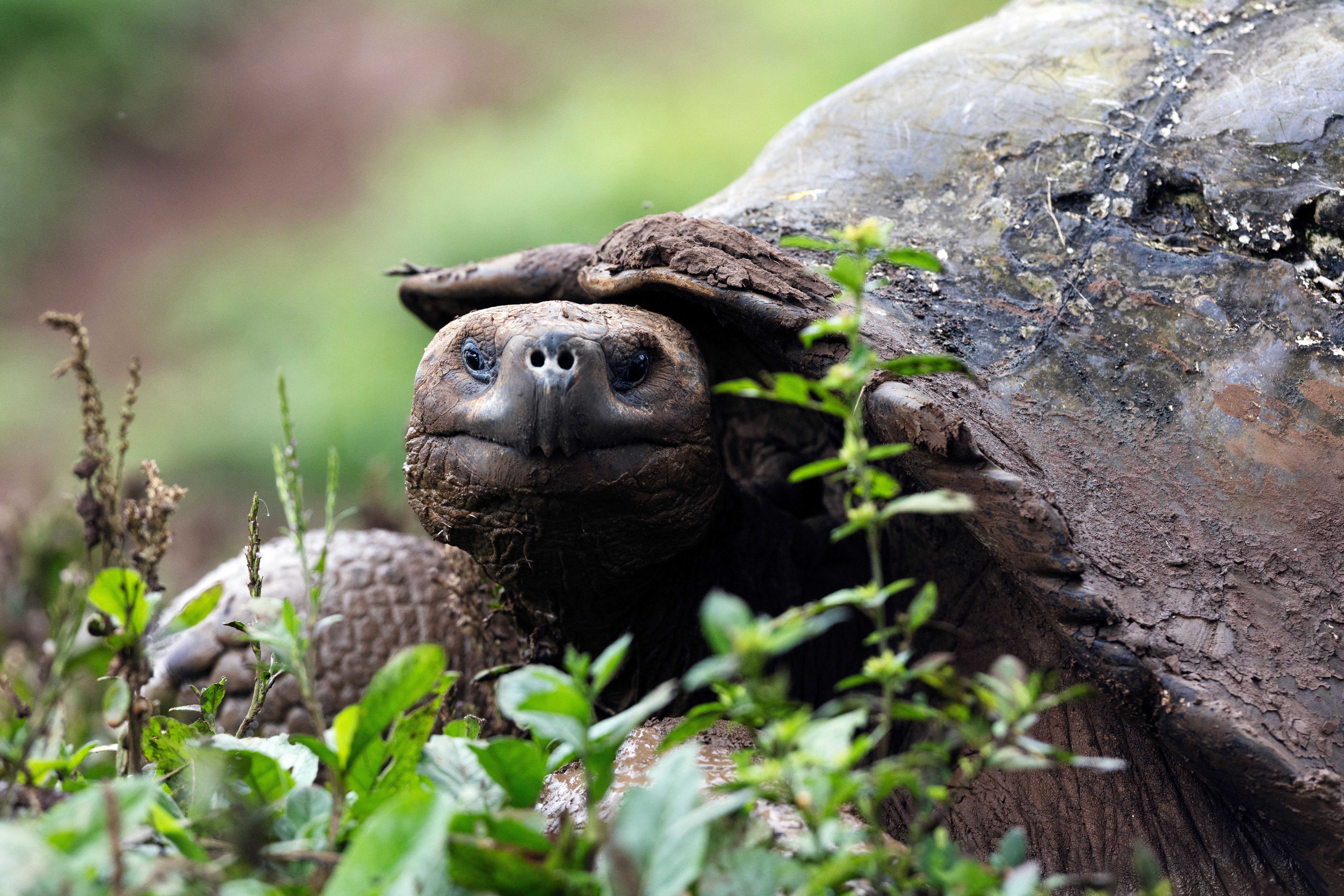 Slowing Down With the Galápagos Giant Tortoise