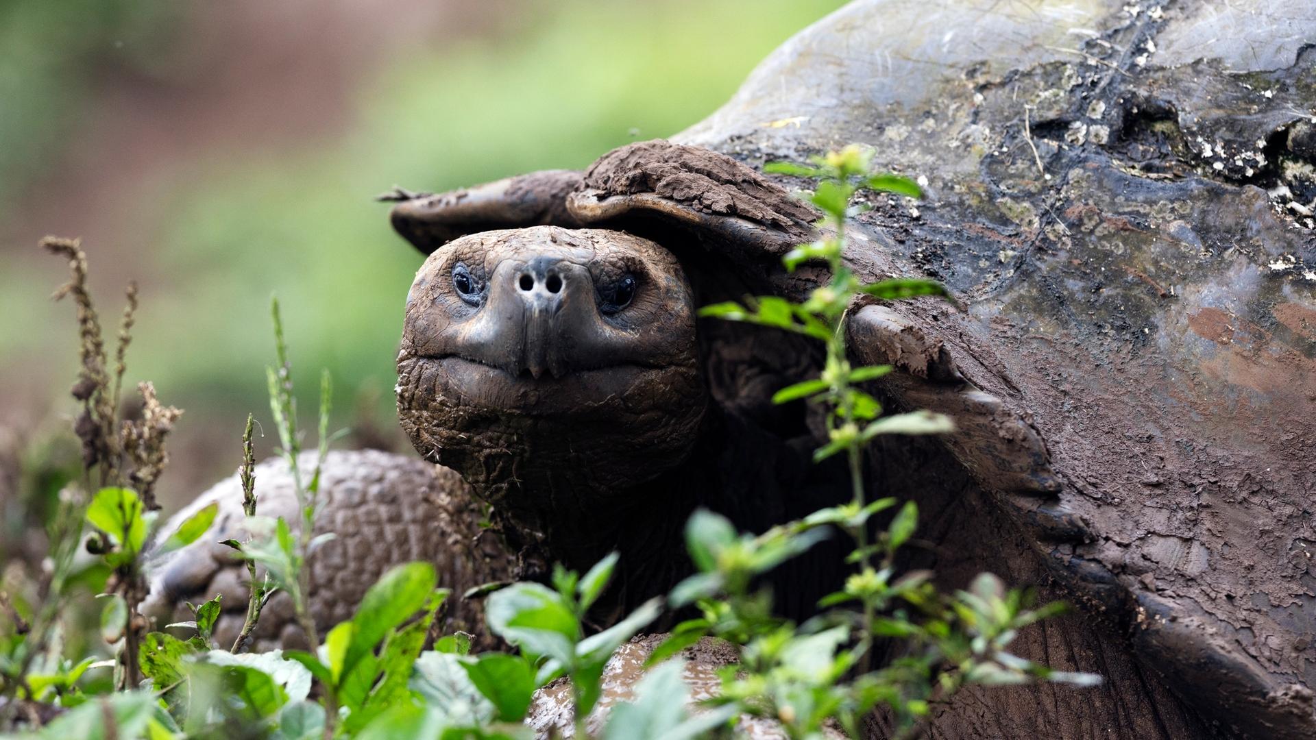 Slowing Down With the Galápagos Giant Tortoise