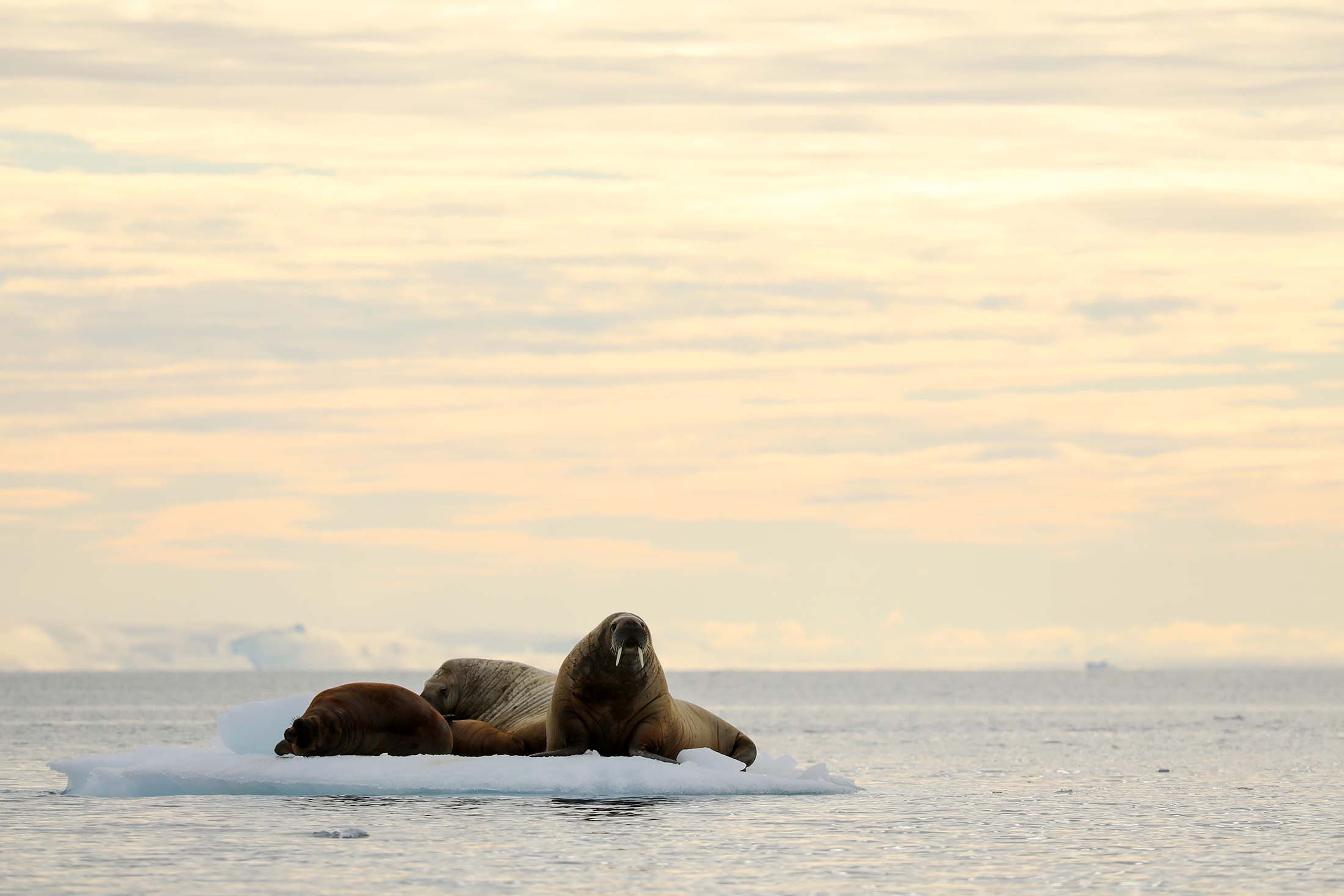 Walruses rest on an ice floe in Brasvelbreen, Svalbard./Lucia Griggi