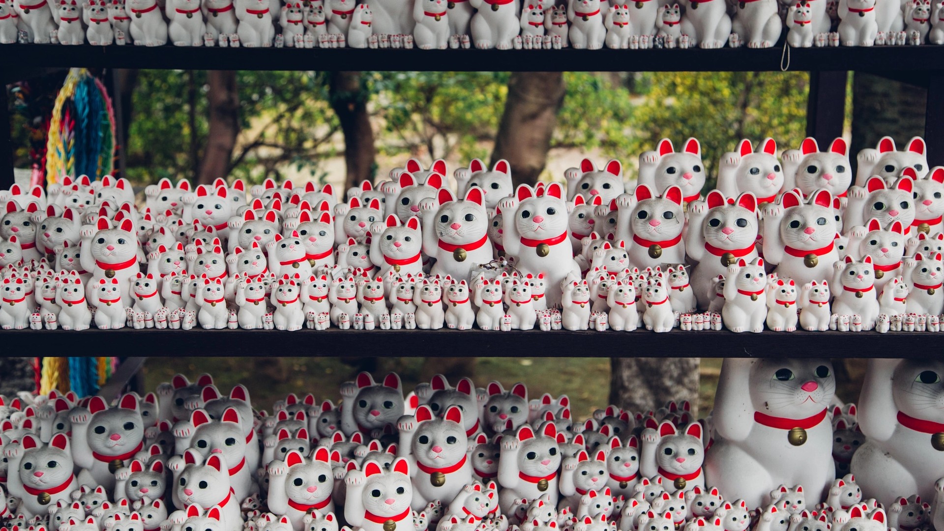 Cat Cafe, Anyone? Japan Is the Cat’s Meow for Feline Fans