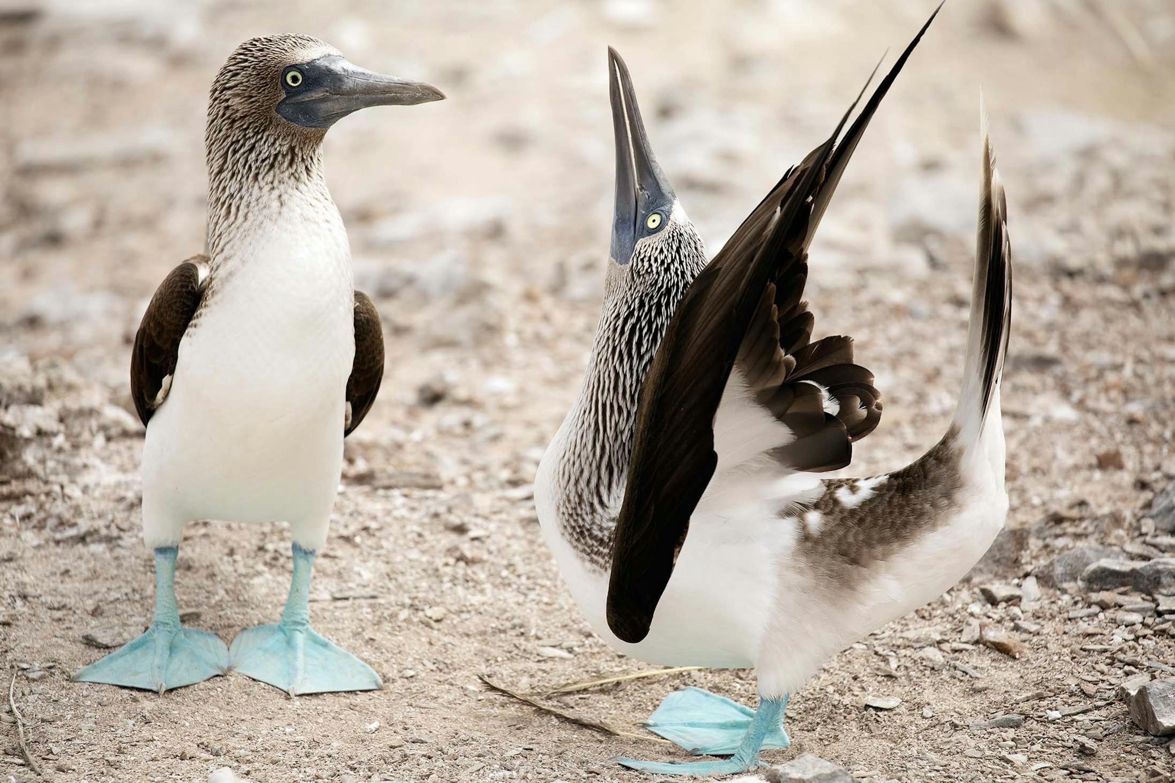 The mating ritual of blue-footed boobies./Denis Elterman