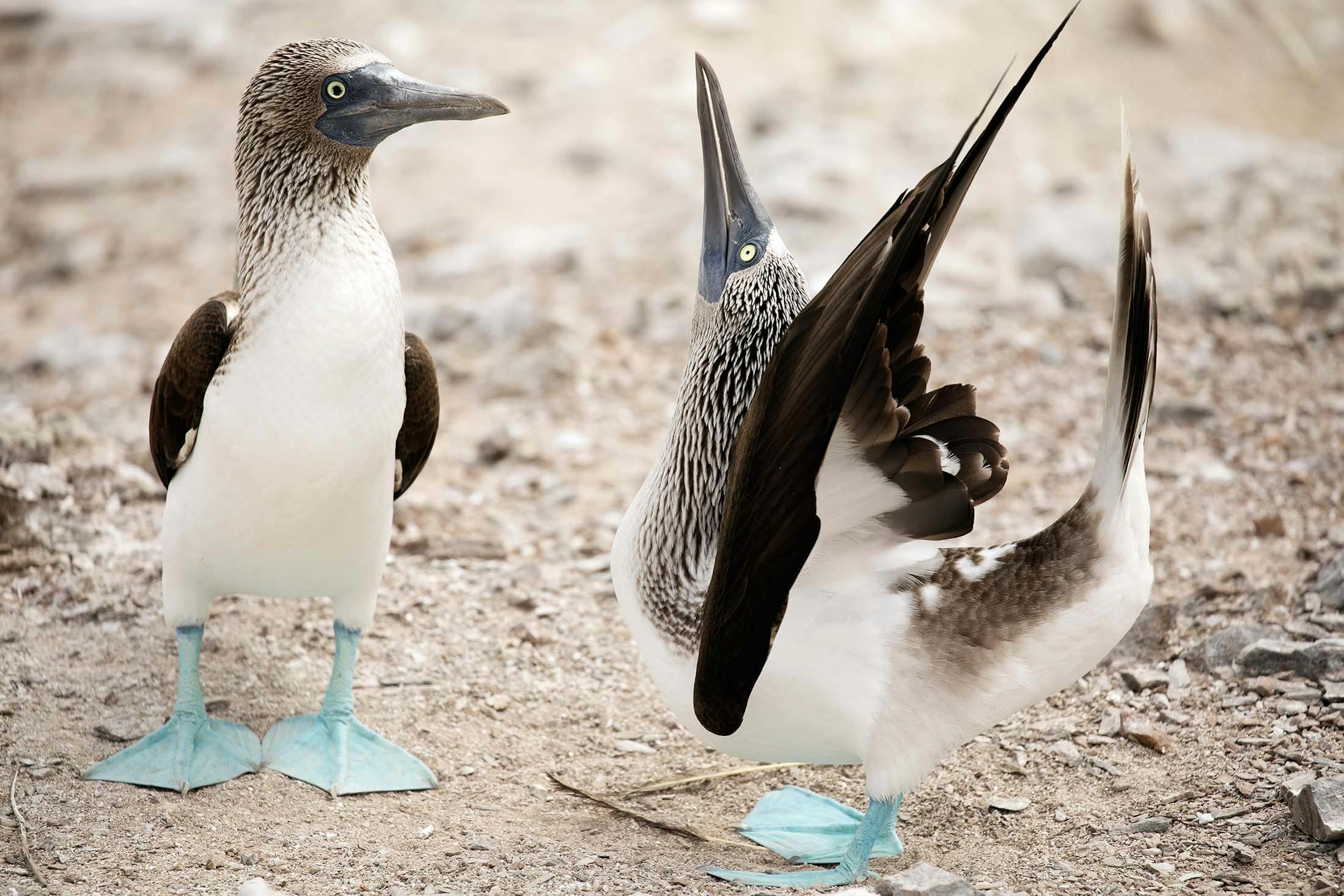 The mating ritual of blue-footed boobies./Denis Elterman